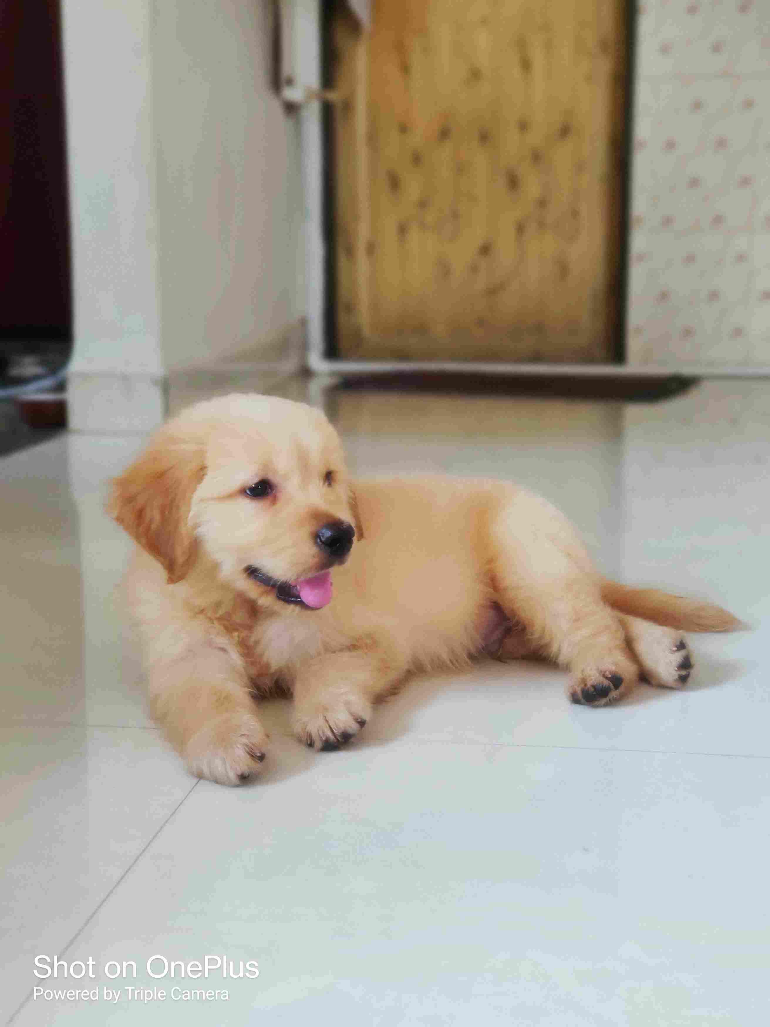 Golden Retriever For Sale In Navsari