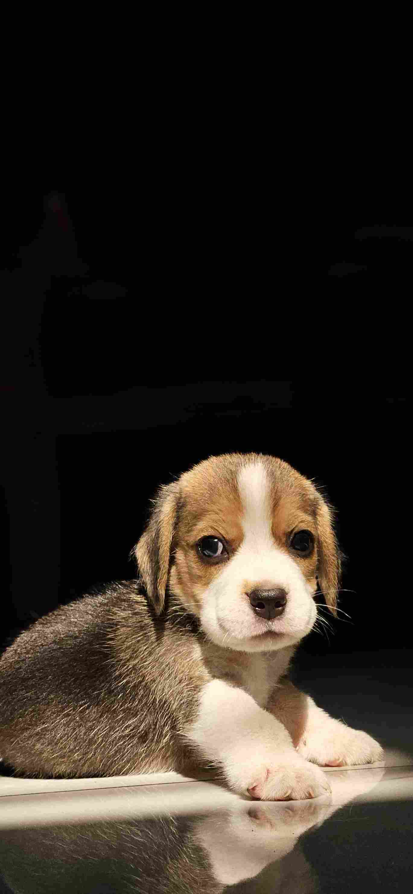 Beagle For Sale In Kozhikode