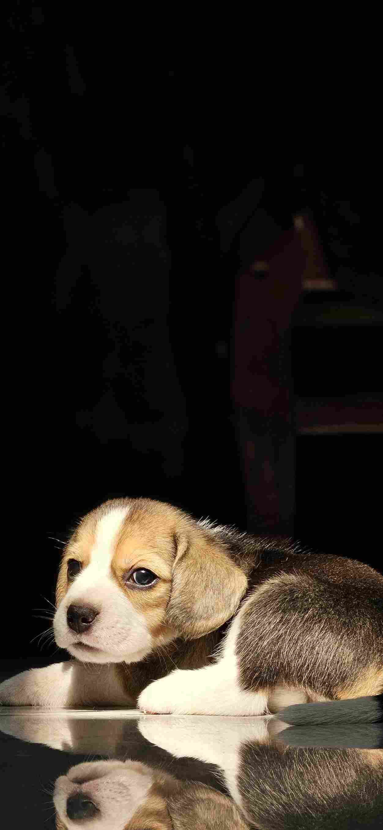 Beagle For Sale In Kozhikode