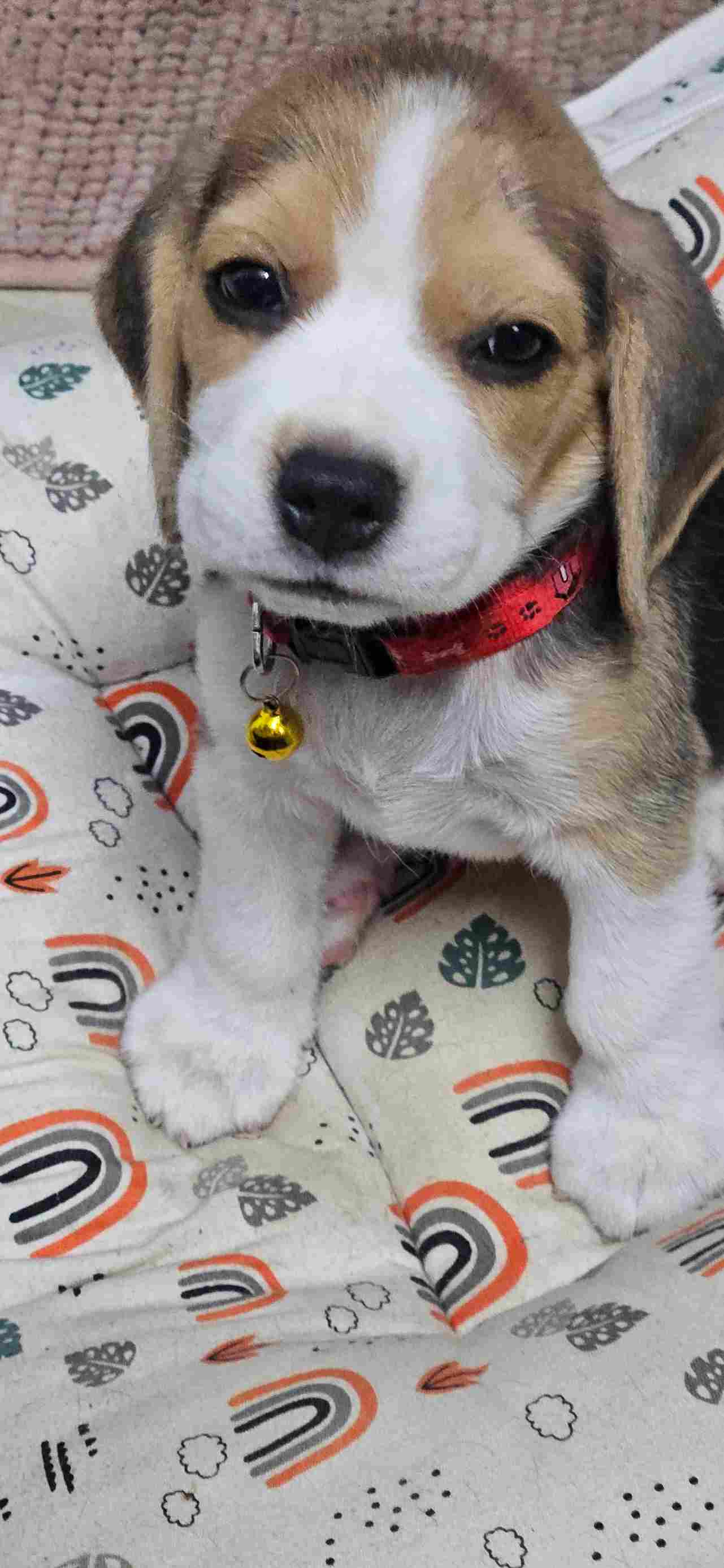 Beagle For Sale In Kozhikode