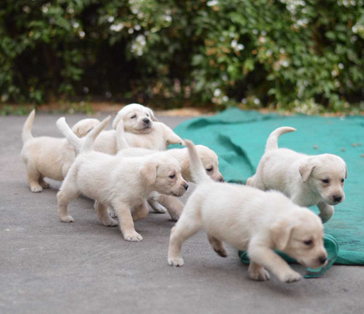 Labrador Retriever For Sale In Visakhapatnam