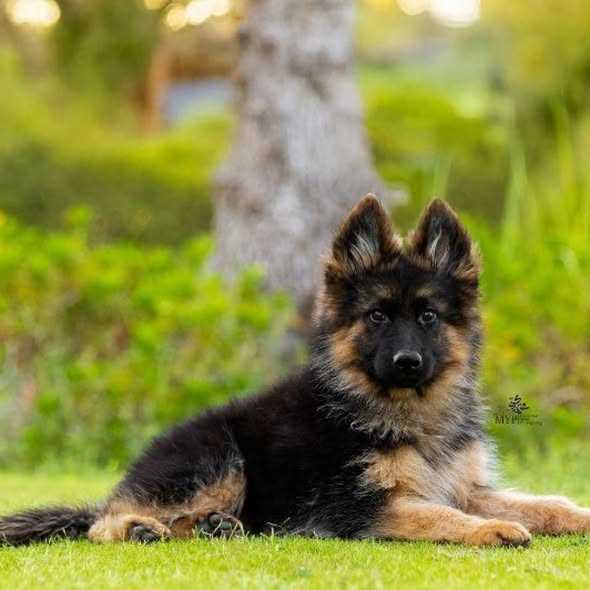 German Shepherd For Sale In Bhopal