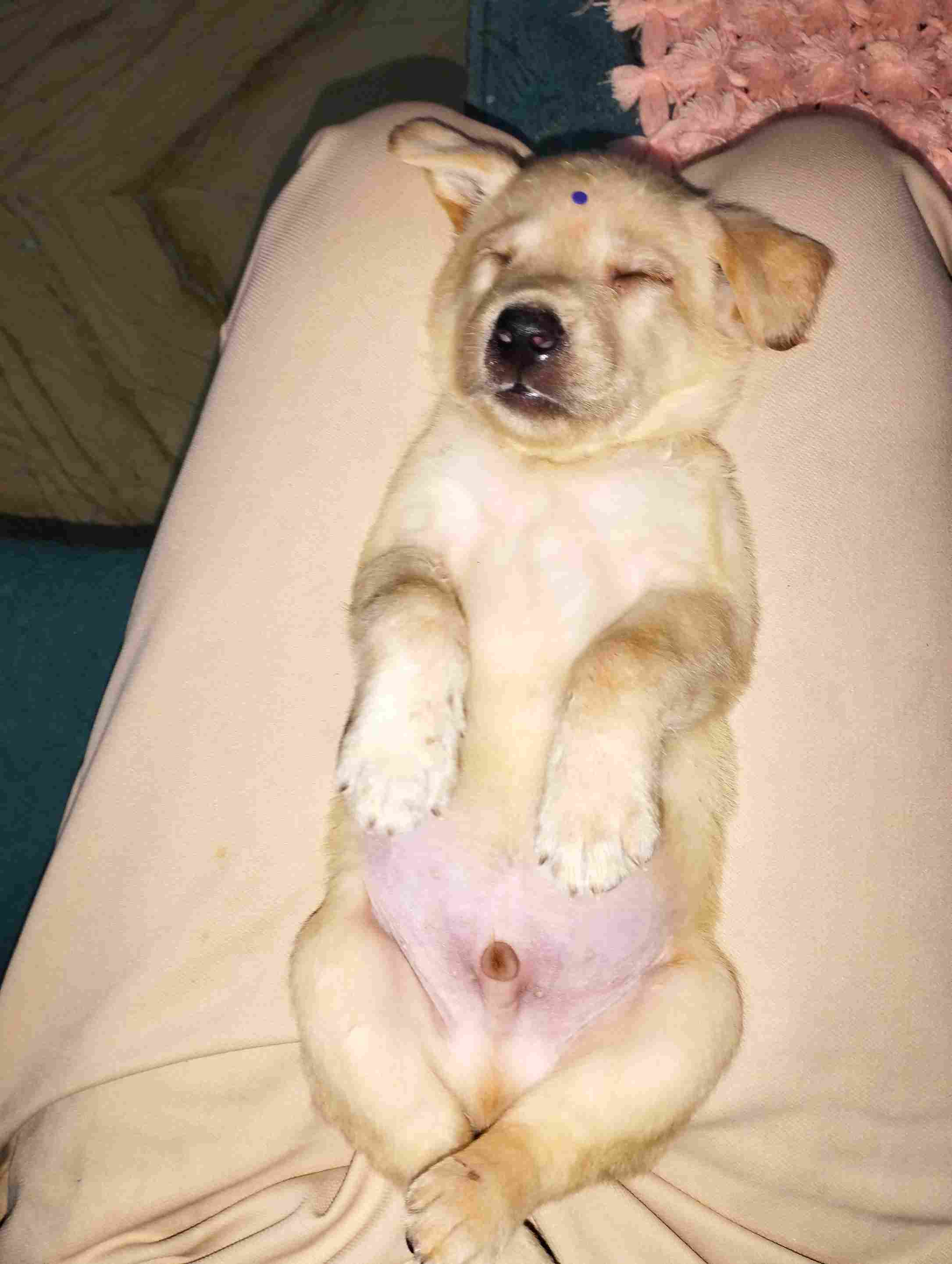 Labrador Retriever For Sale In Noida