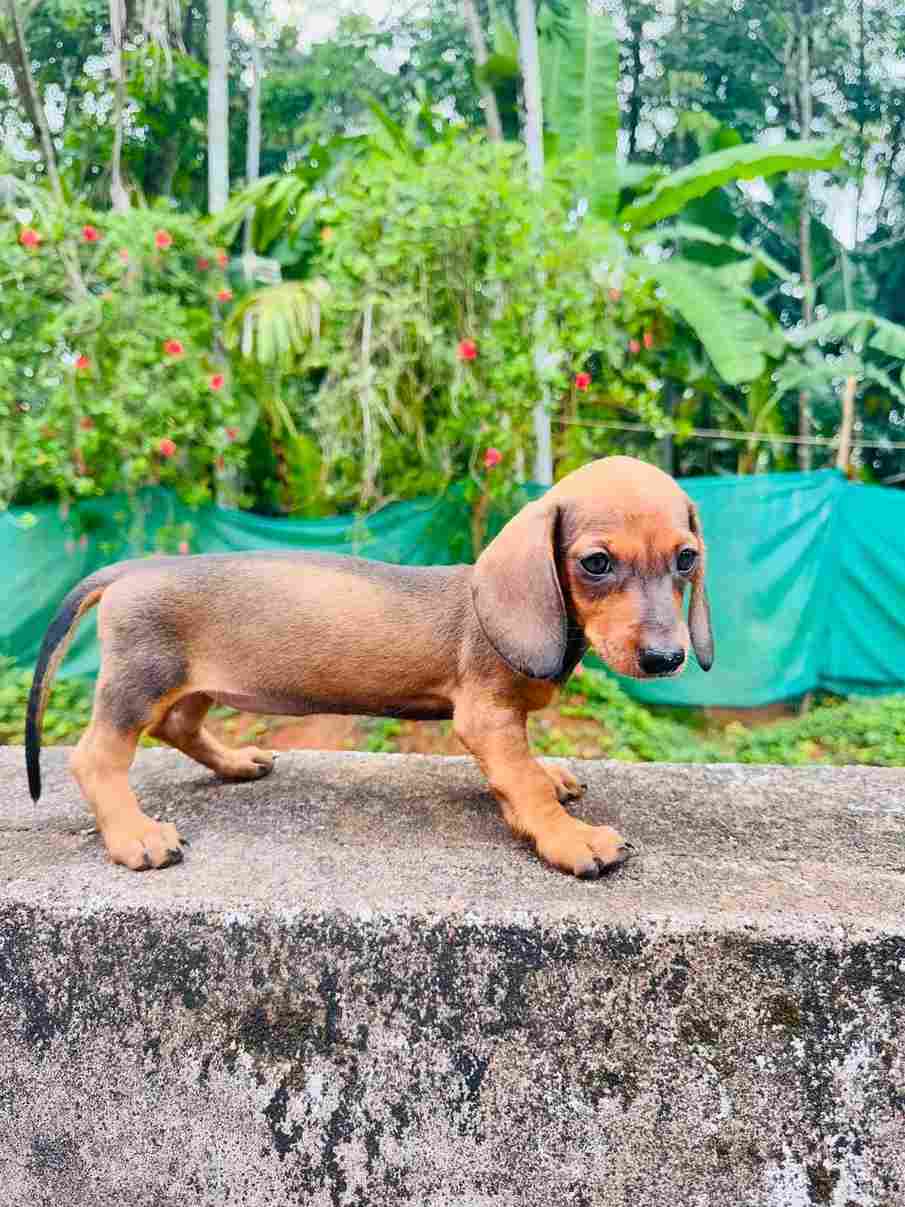 Dachshund For Sale In Ernakulam