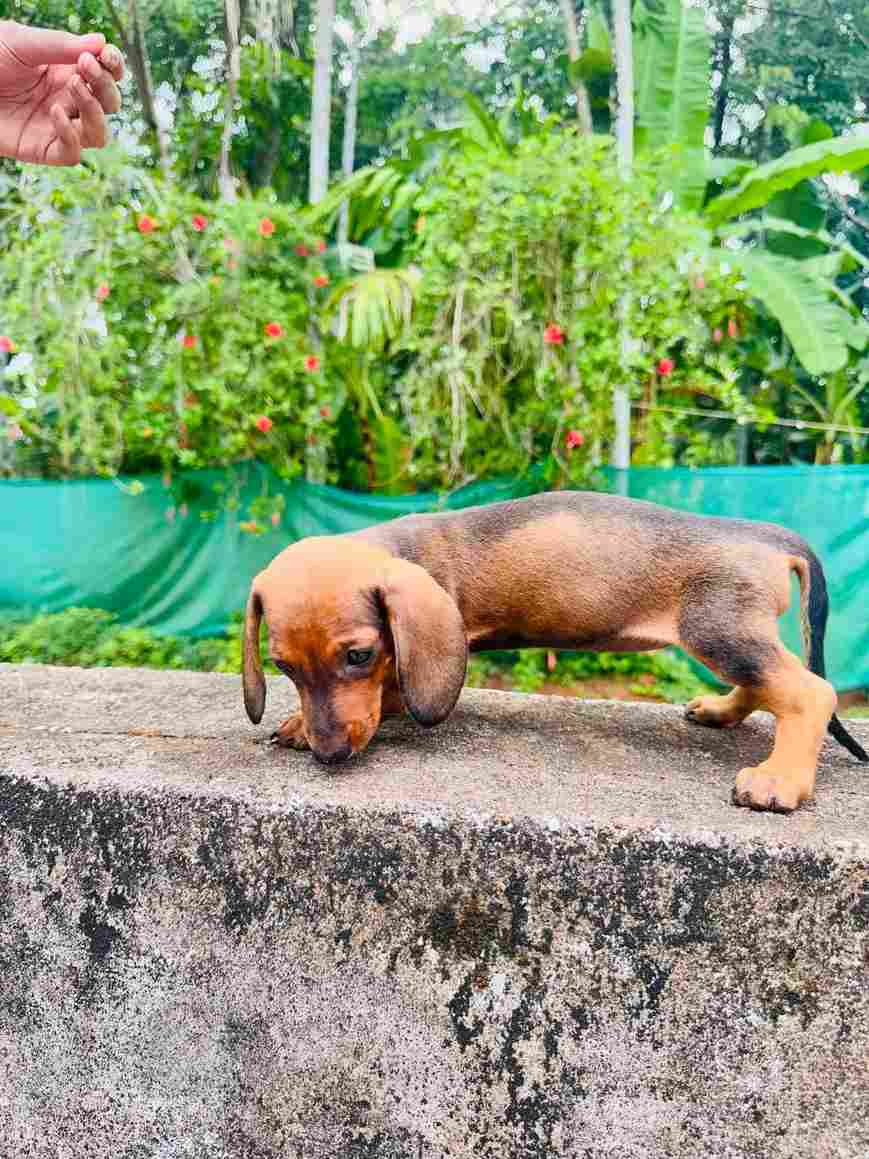 Dachshund For Sale In Ernakulam