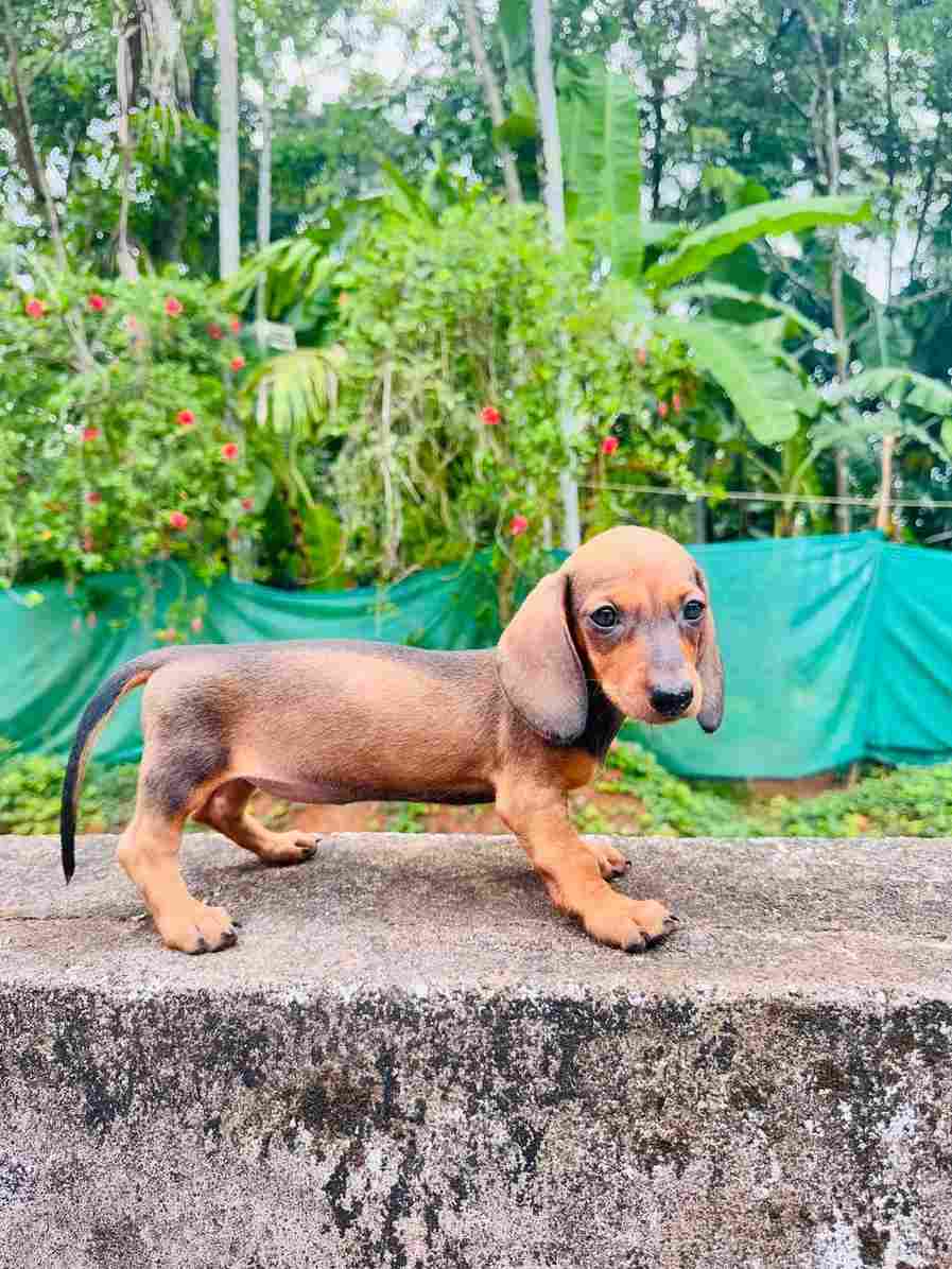 Dachshund For Sale In Ernakulam