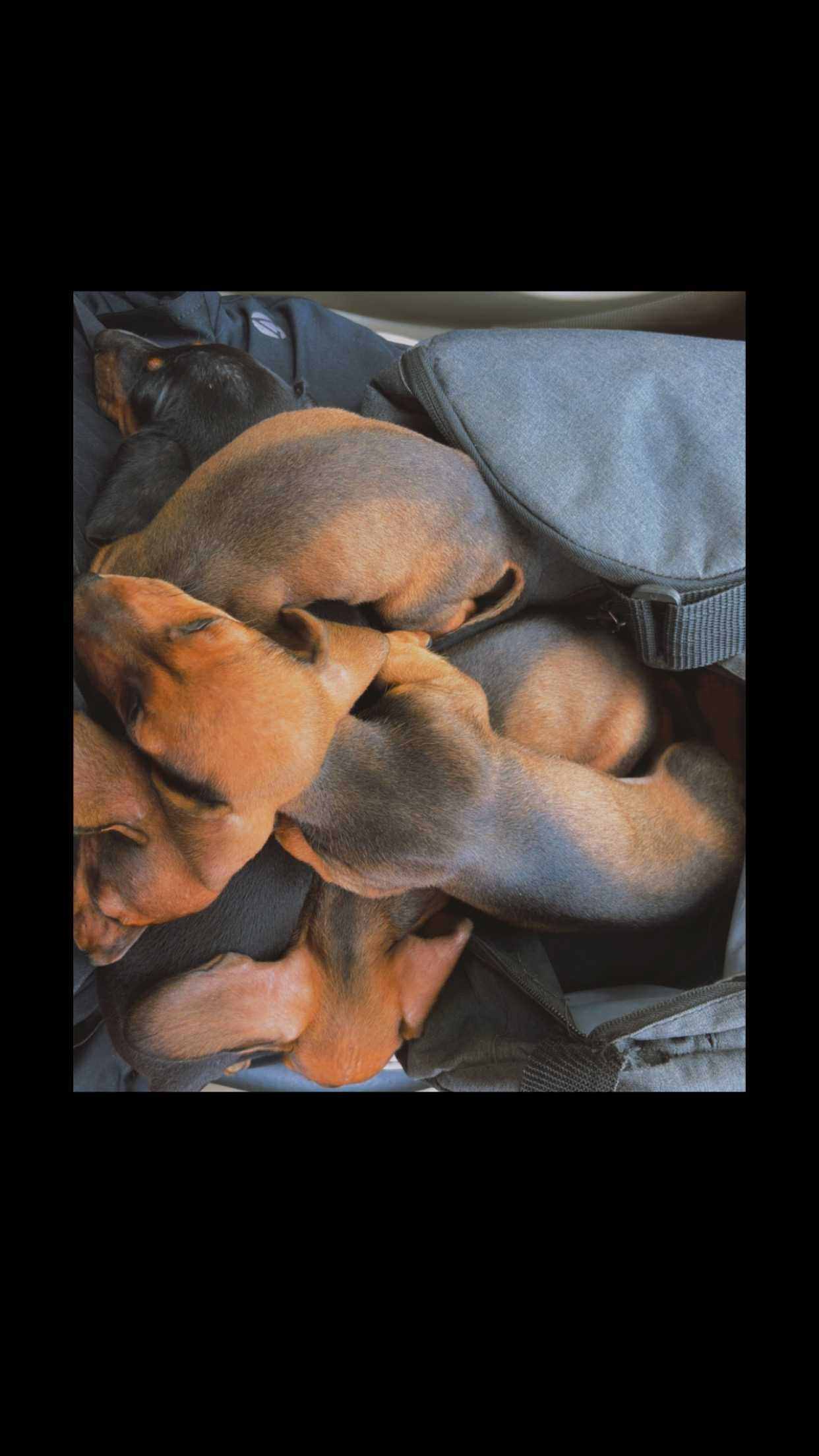 Dachshund For Sale In Ernakulam
