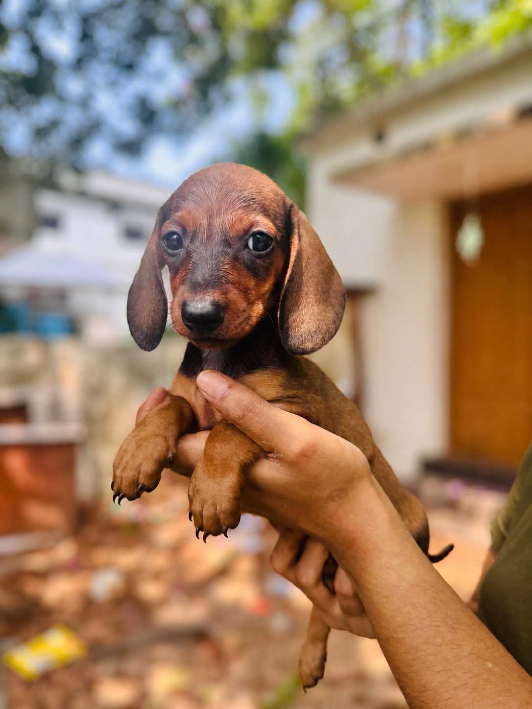 Dachshund For Sale In Ernakulam