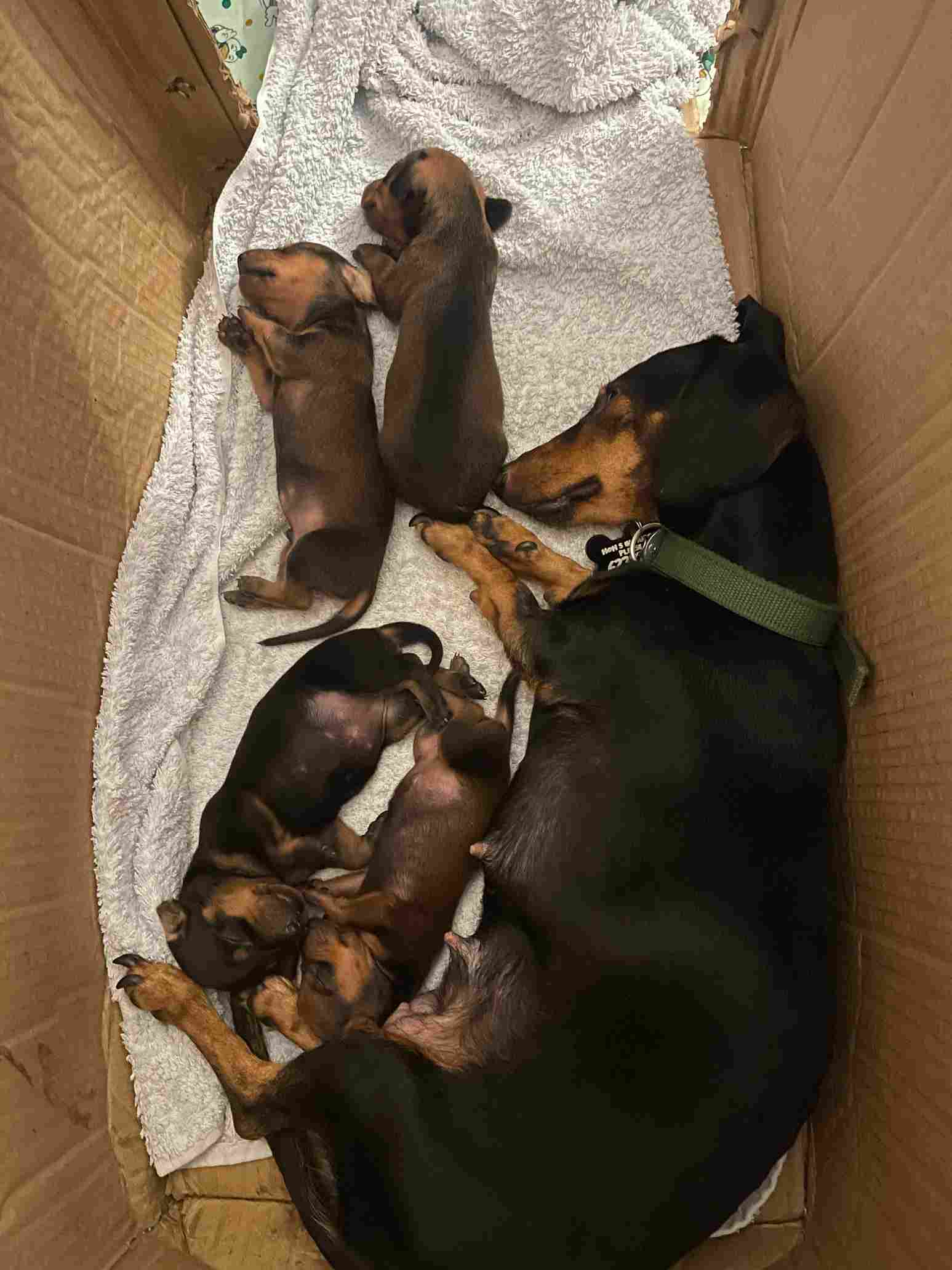 Dachshund For Sale In Ernakulam