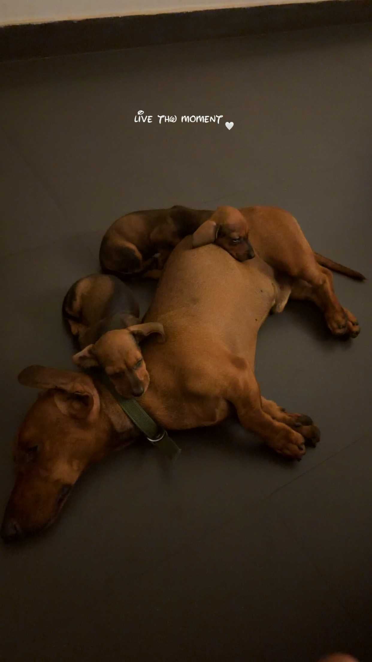 Dachshund For Sale In Ernakulam