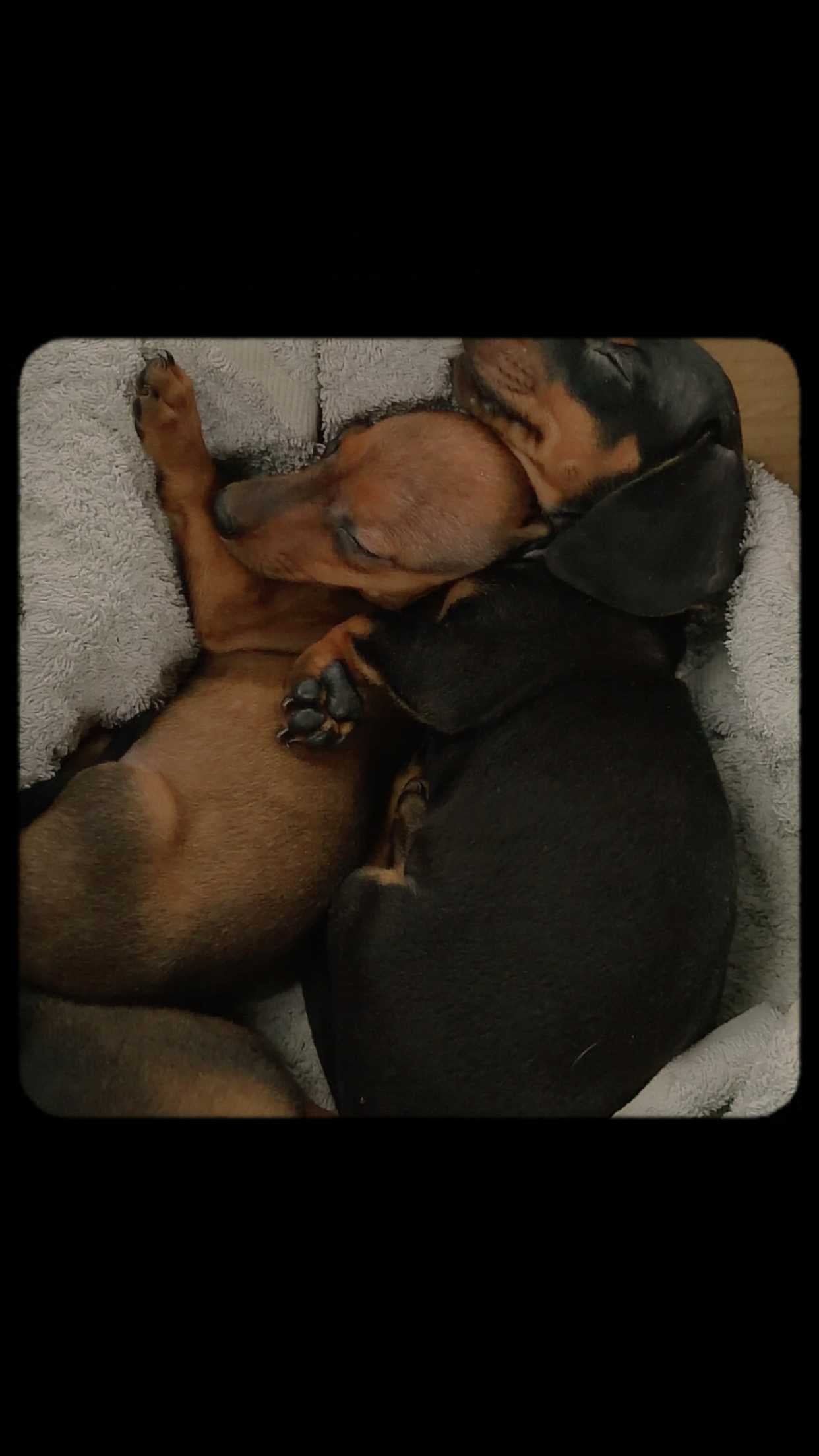 Dachshund For Sale In Ernakulam