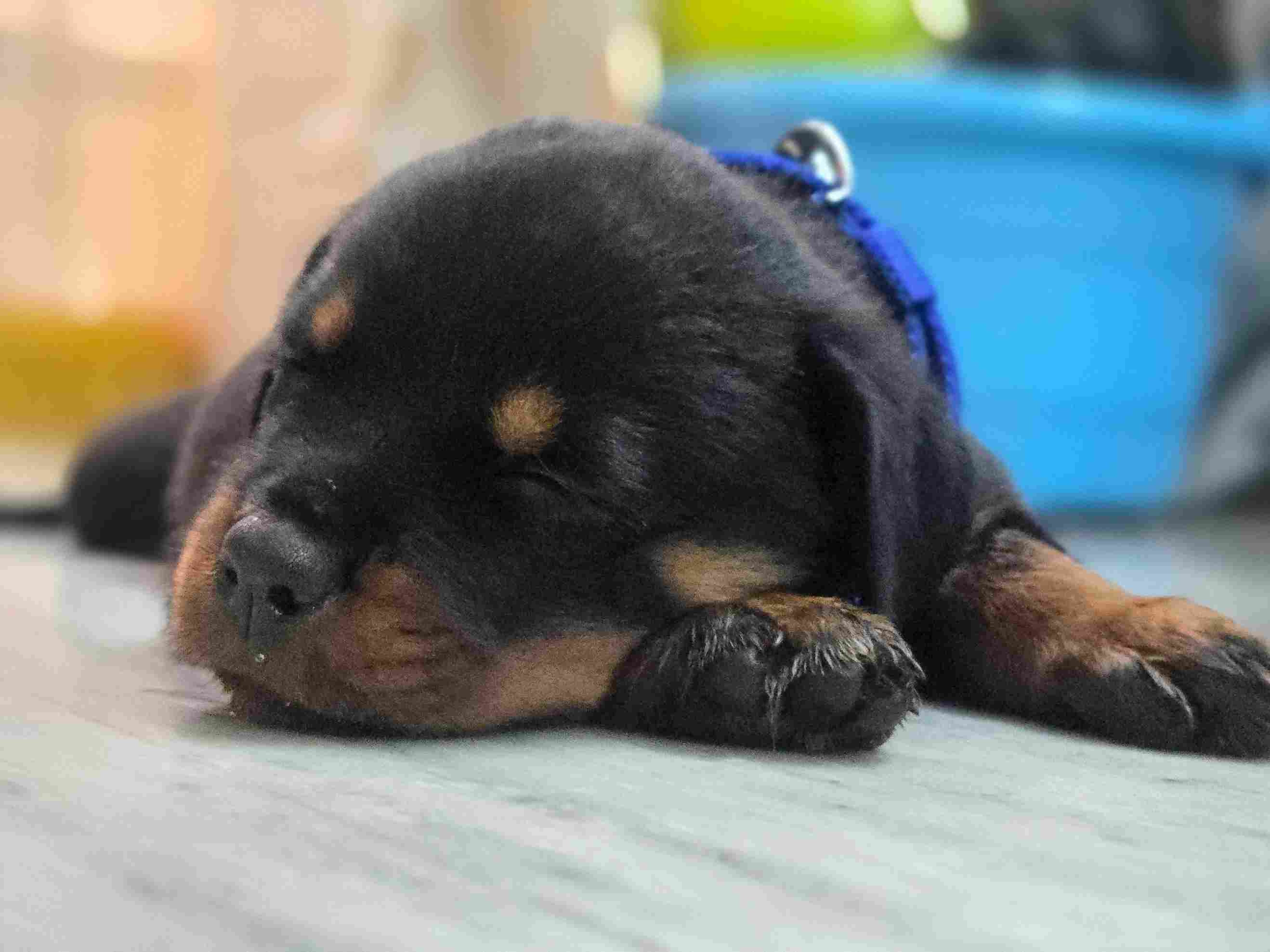 Rottweiler For Sale In Secunderabad