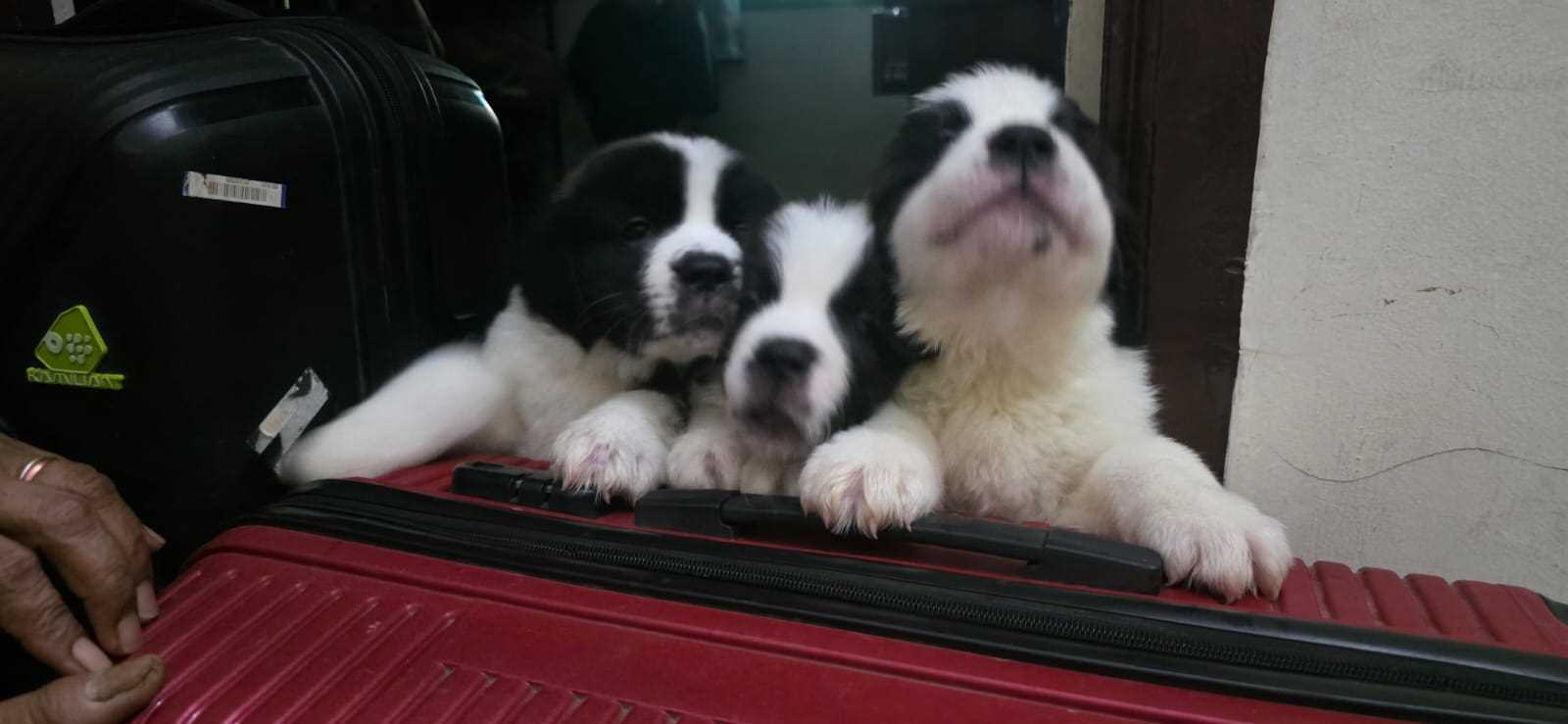 Saint Bernard For Sale In Nagpur