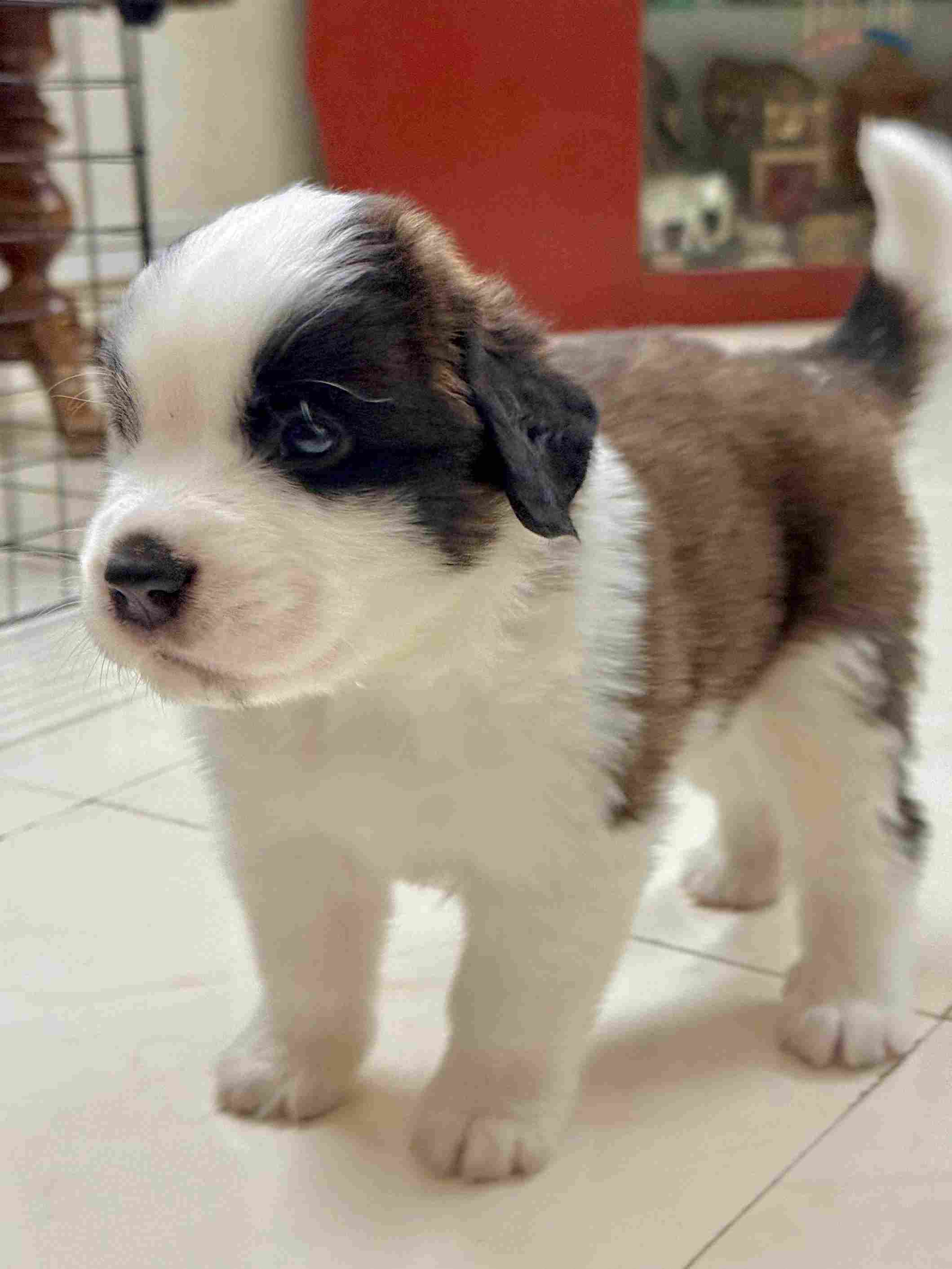 Saint Bernard For Sale In Nagpur