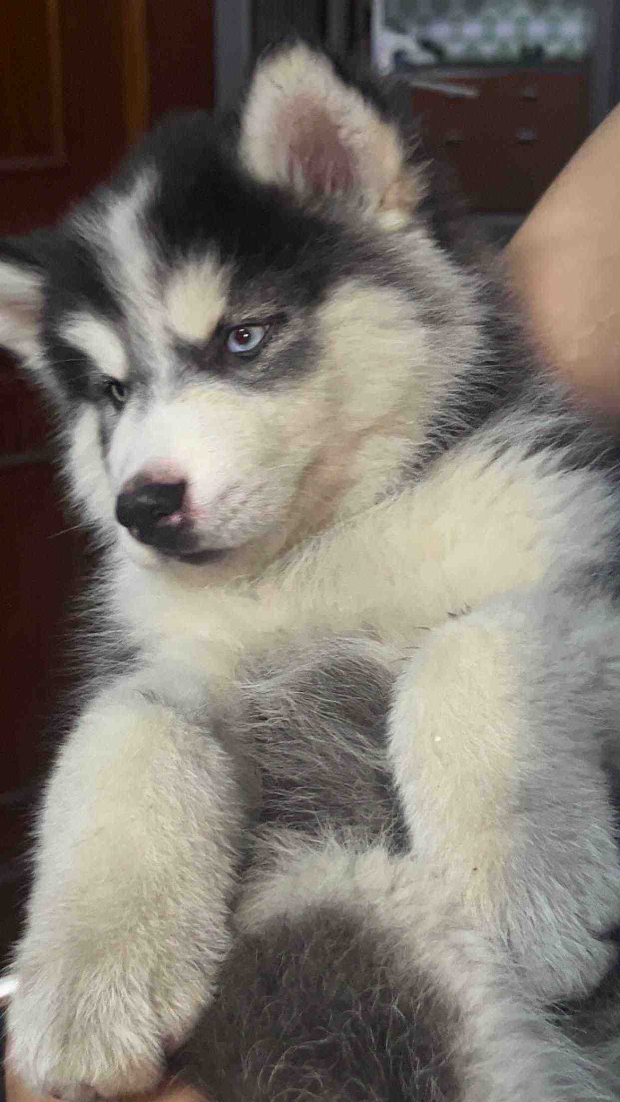 Siberian Husky For Sale In Shamli