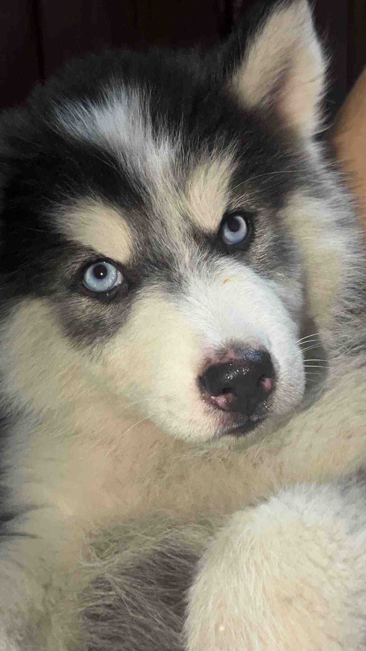 Siberian Husky For Sale In Shamli