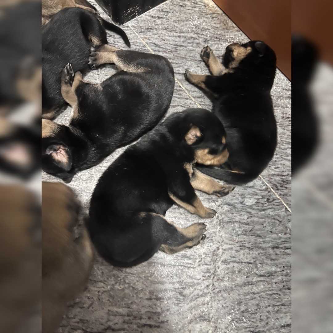 Rottweiler For Sale In Chennai