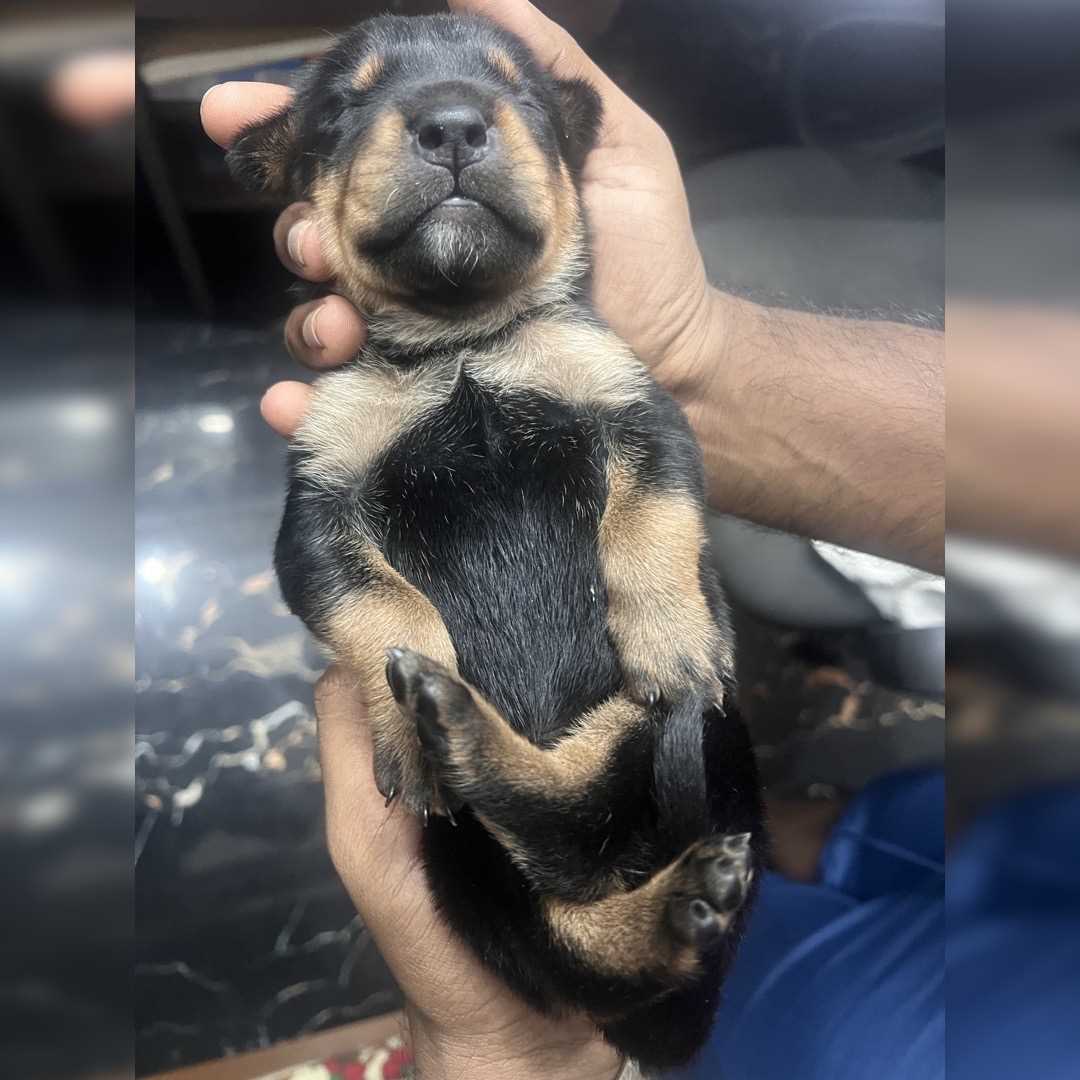 Rottweiler For Sale In Chennai