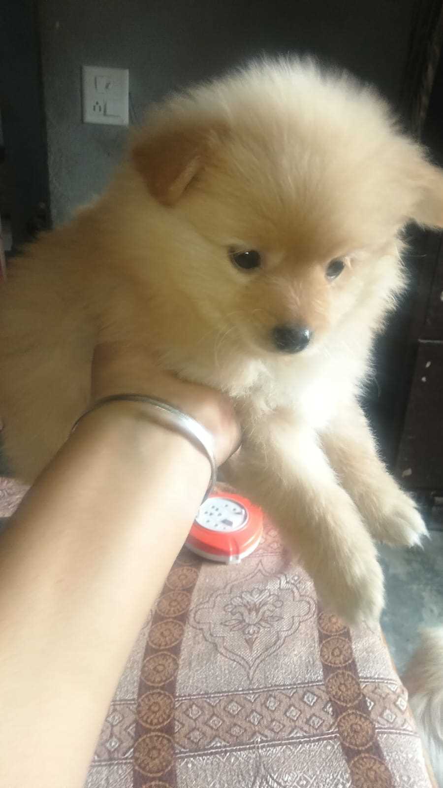 Culture Pomeranian For Sale In Marmagao
