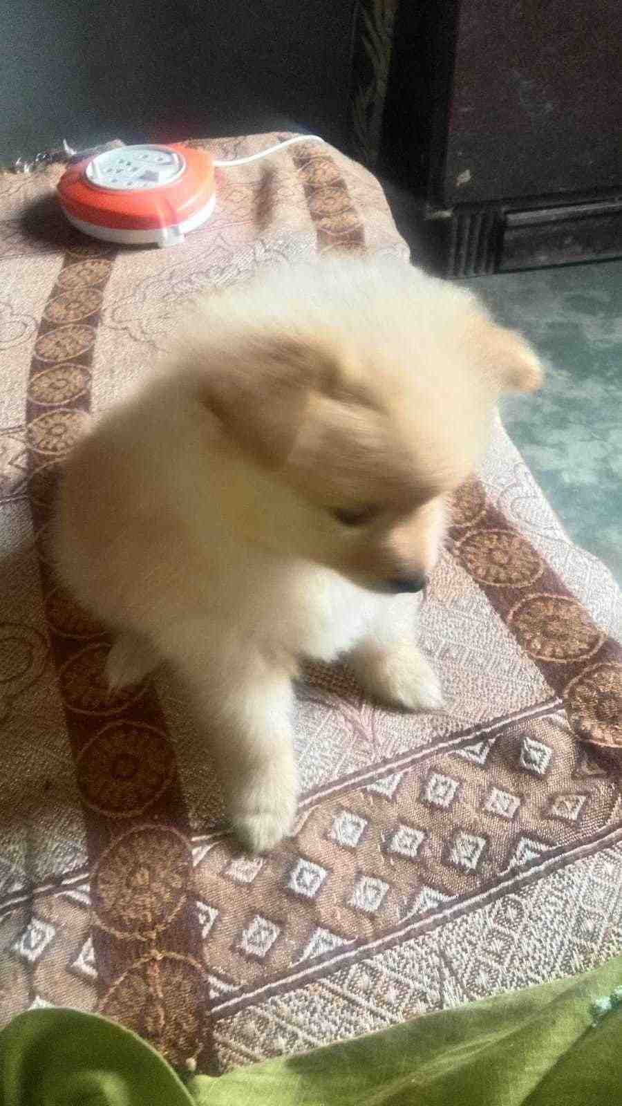 Culture Pomeranian For Sale In Marmagao
