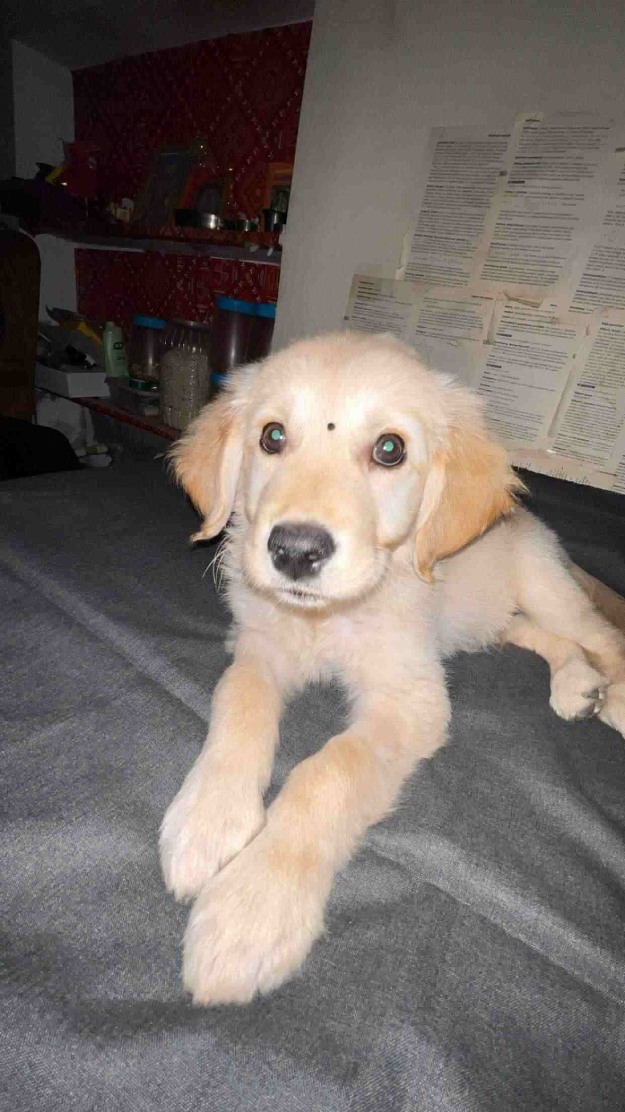 Golden Retriever For Sale In Jaipur