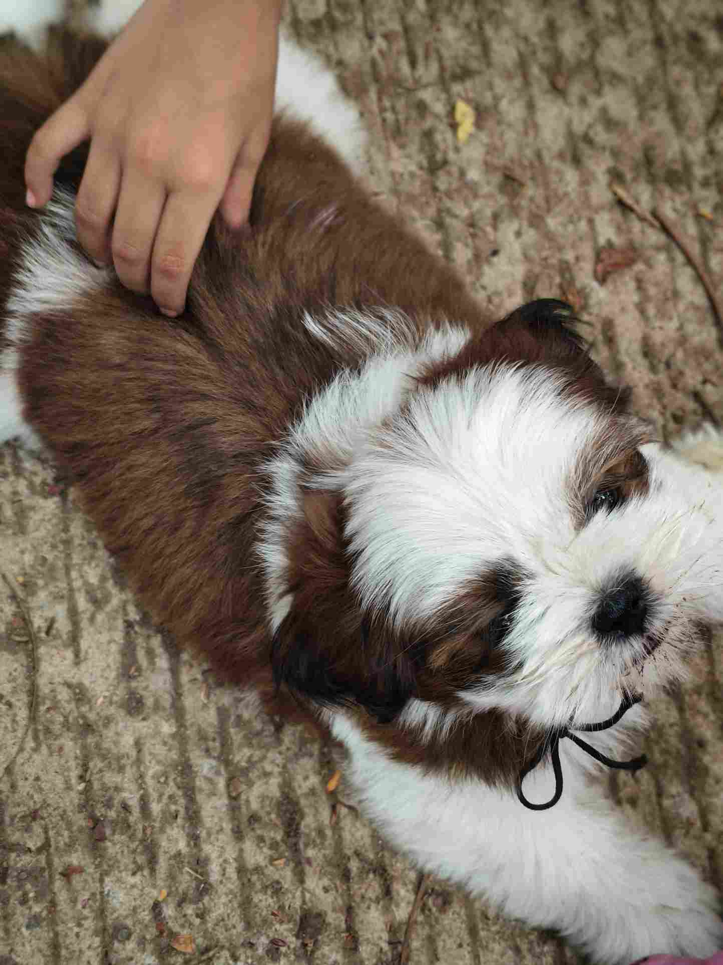 Shih Tzu For Sale In Pune