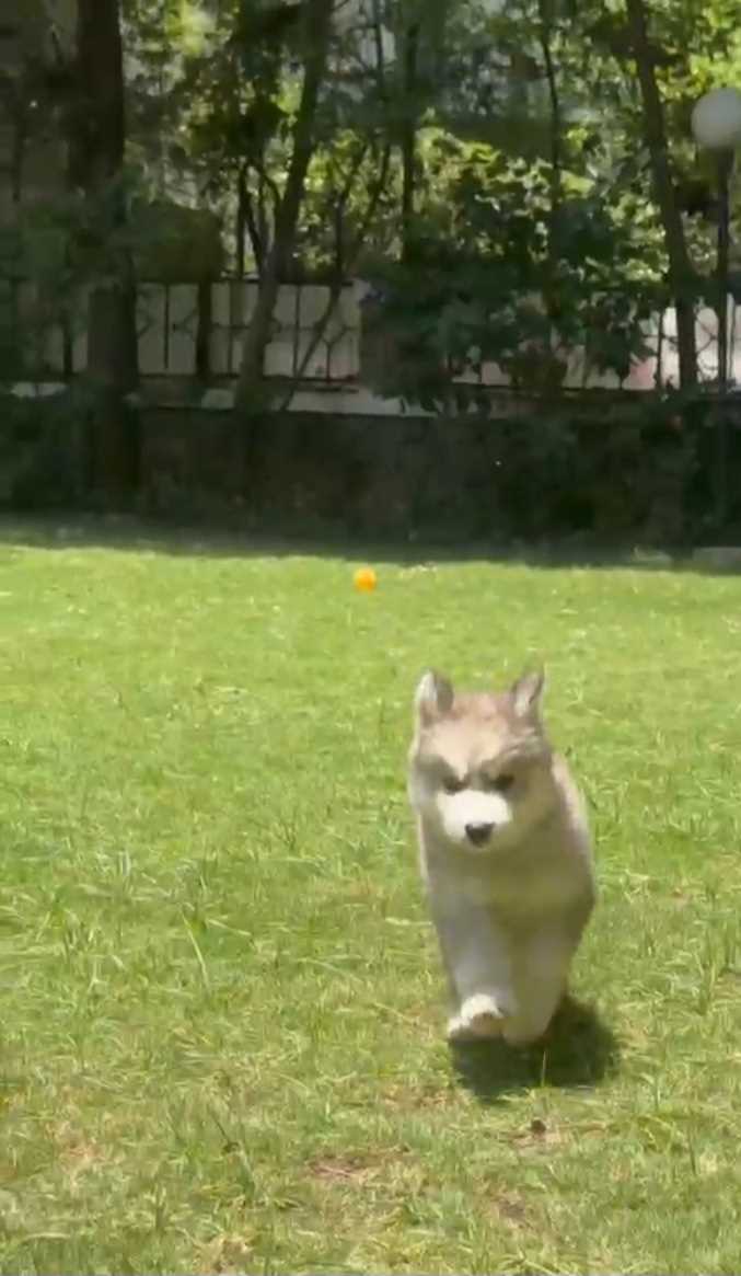 Siberian Husky For Sale In Pune