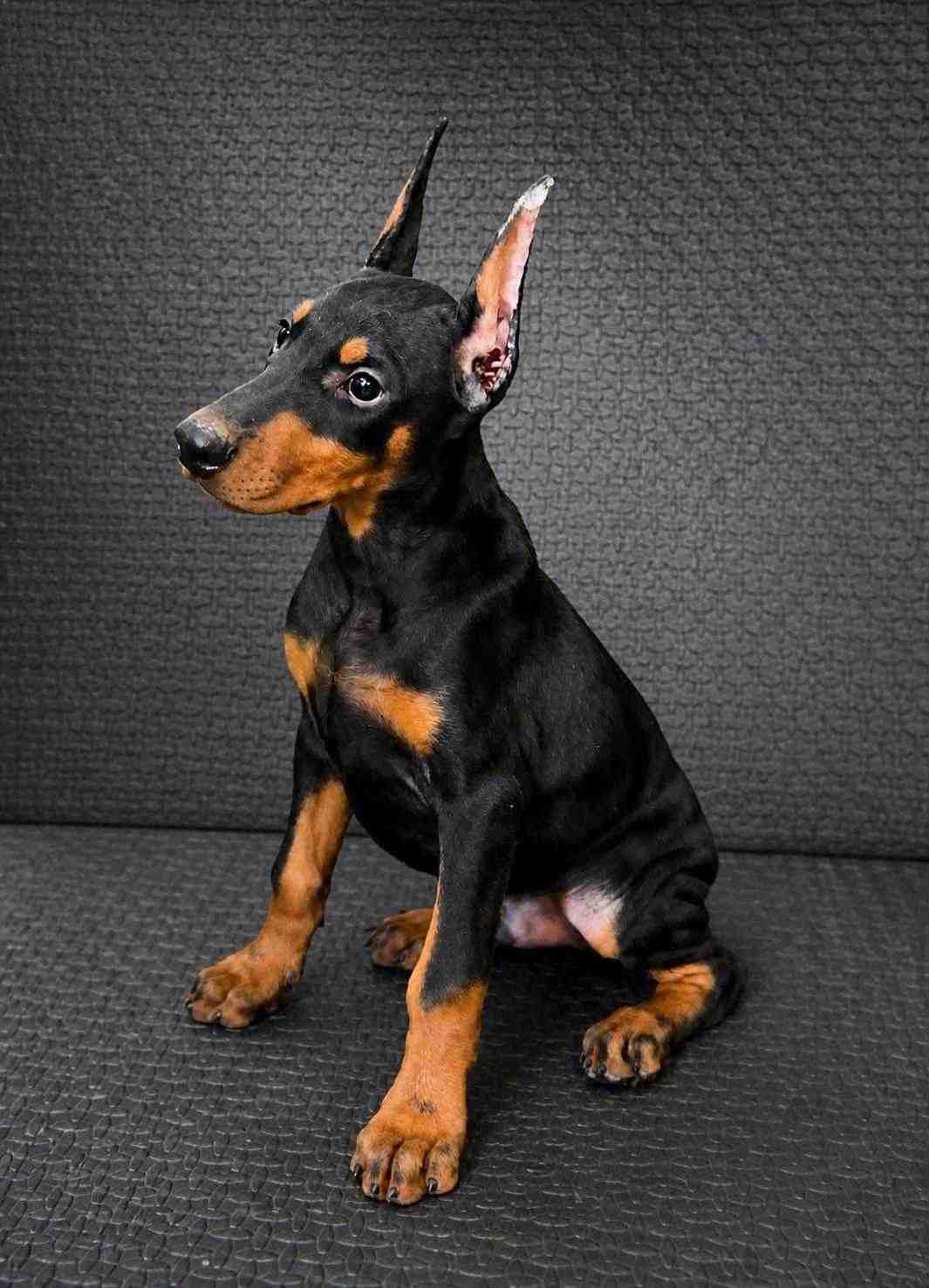European Doberman For Sale In Mohali