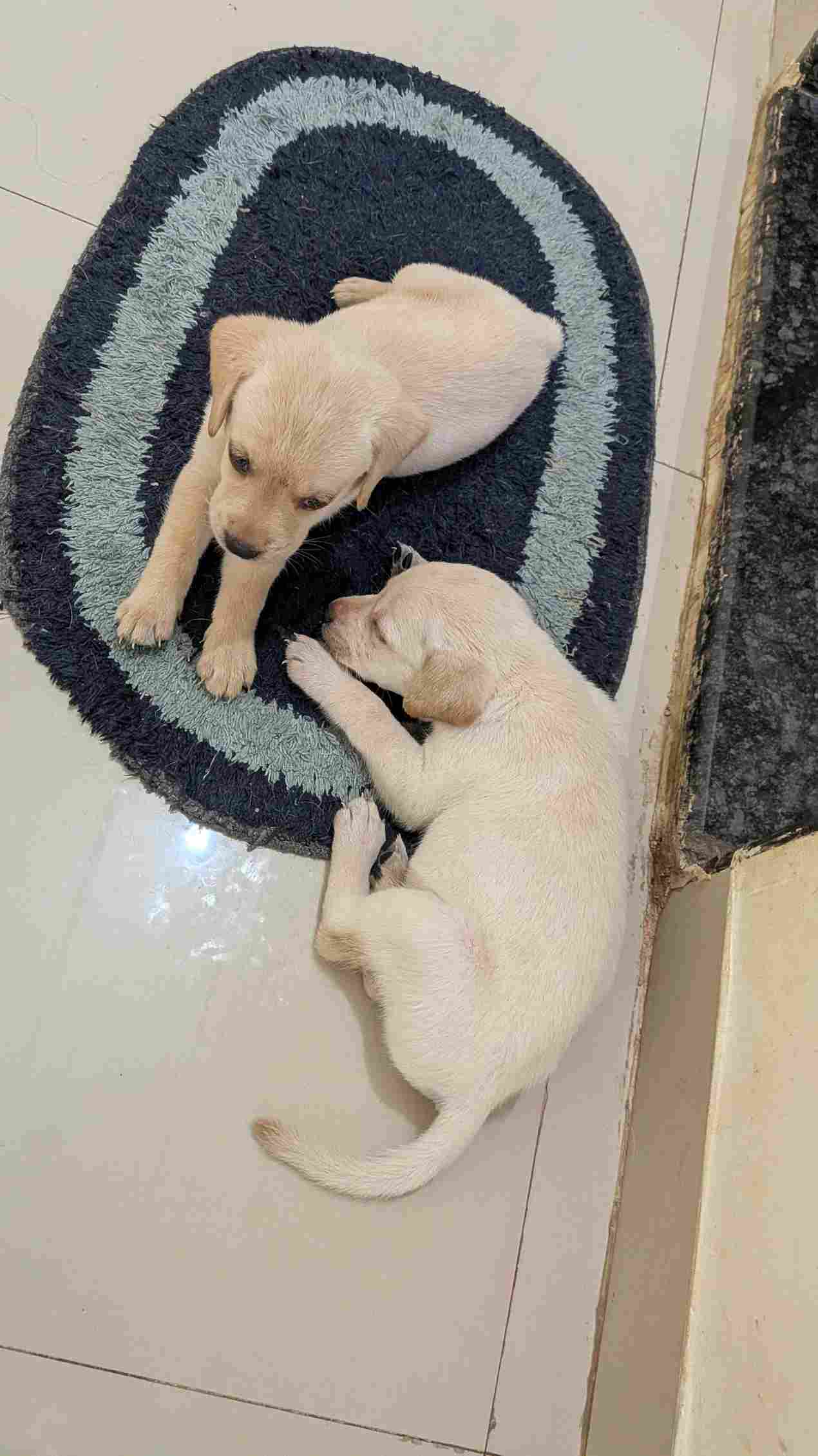 Labrador Retriever For Sale In Belgaum