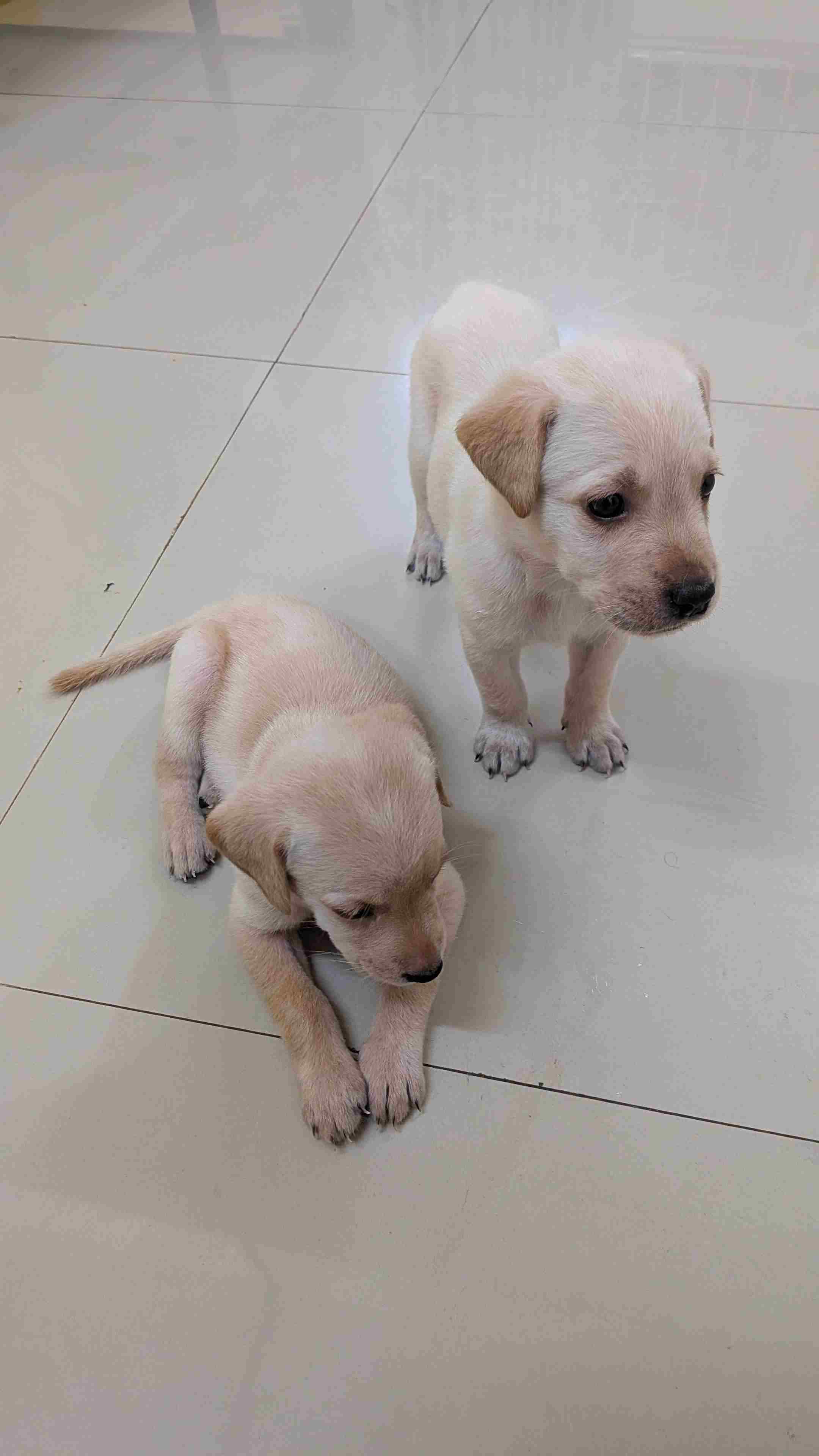 Labrador Retriever For Sale In Belgaum