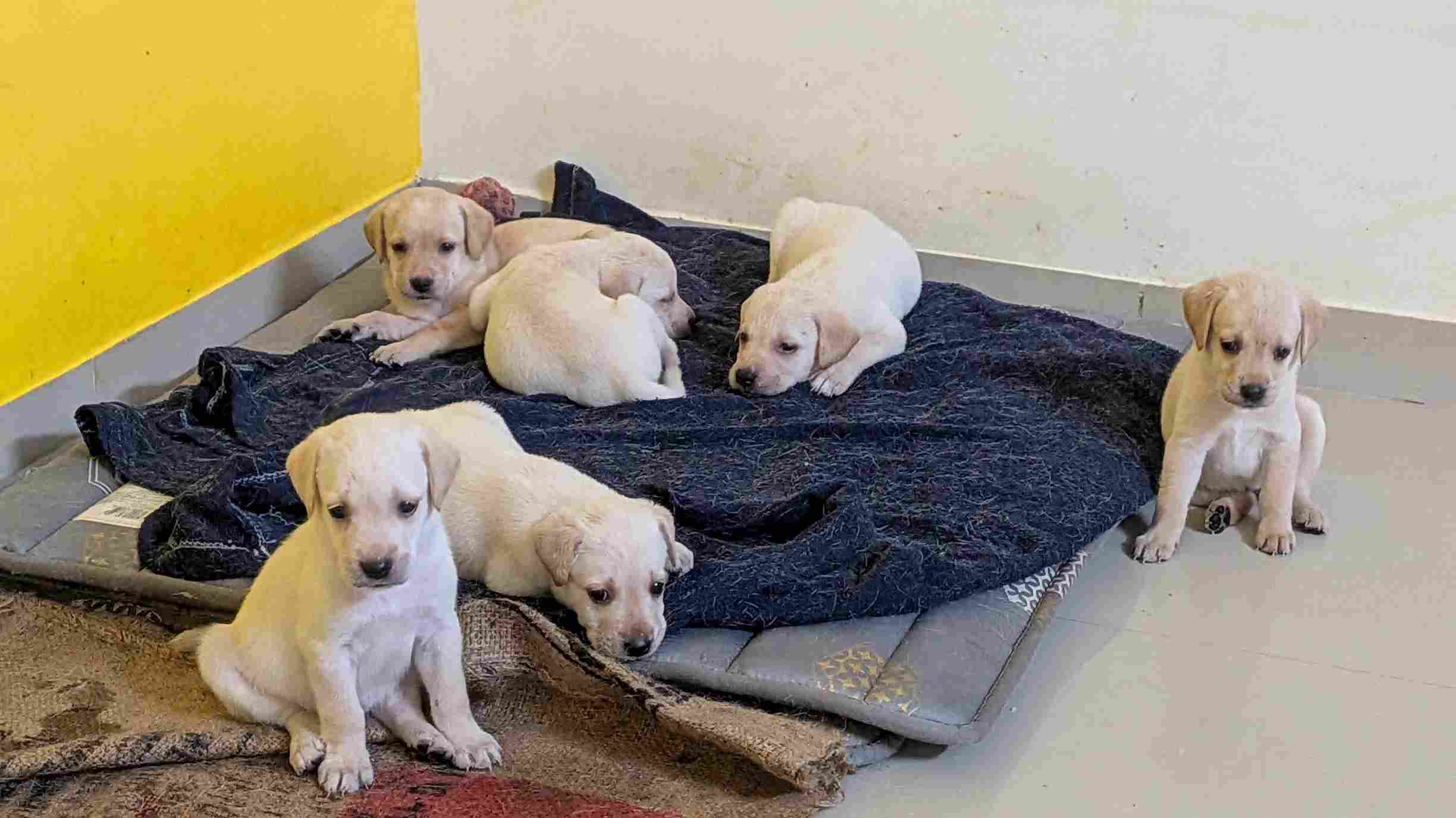 Labrador Retriever For Sale In Belgaum