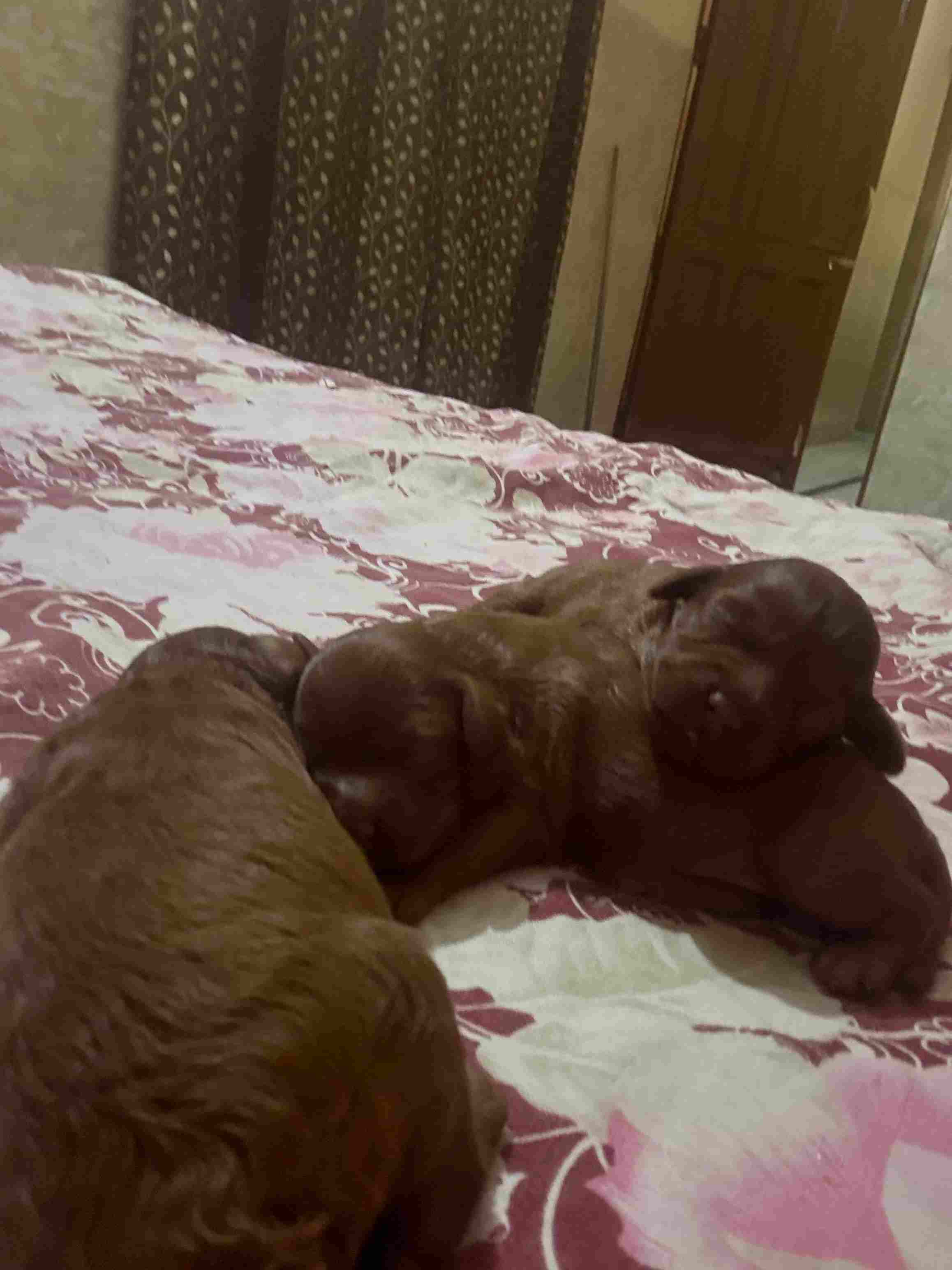 Toy Poodle For Sale In Chandigarh