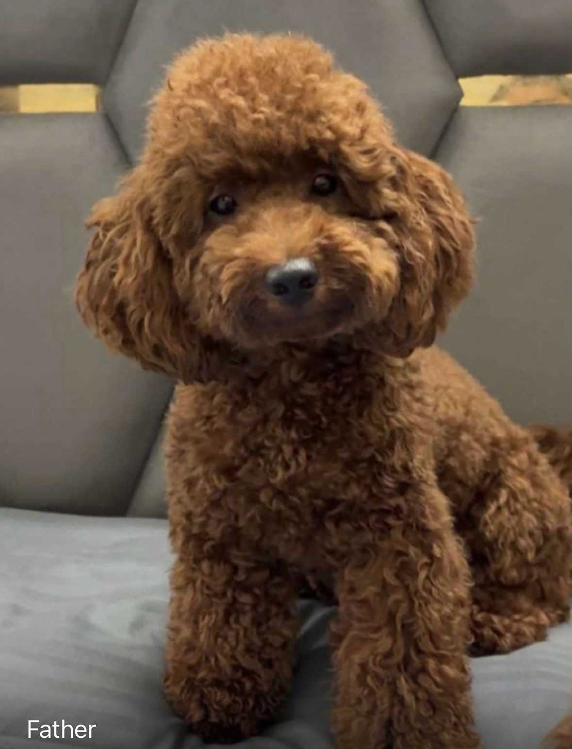 Toy Poodle For Sale In Chandigarh