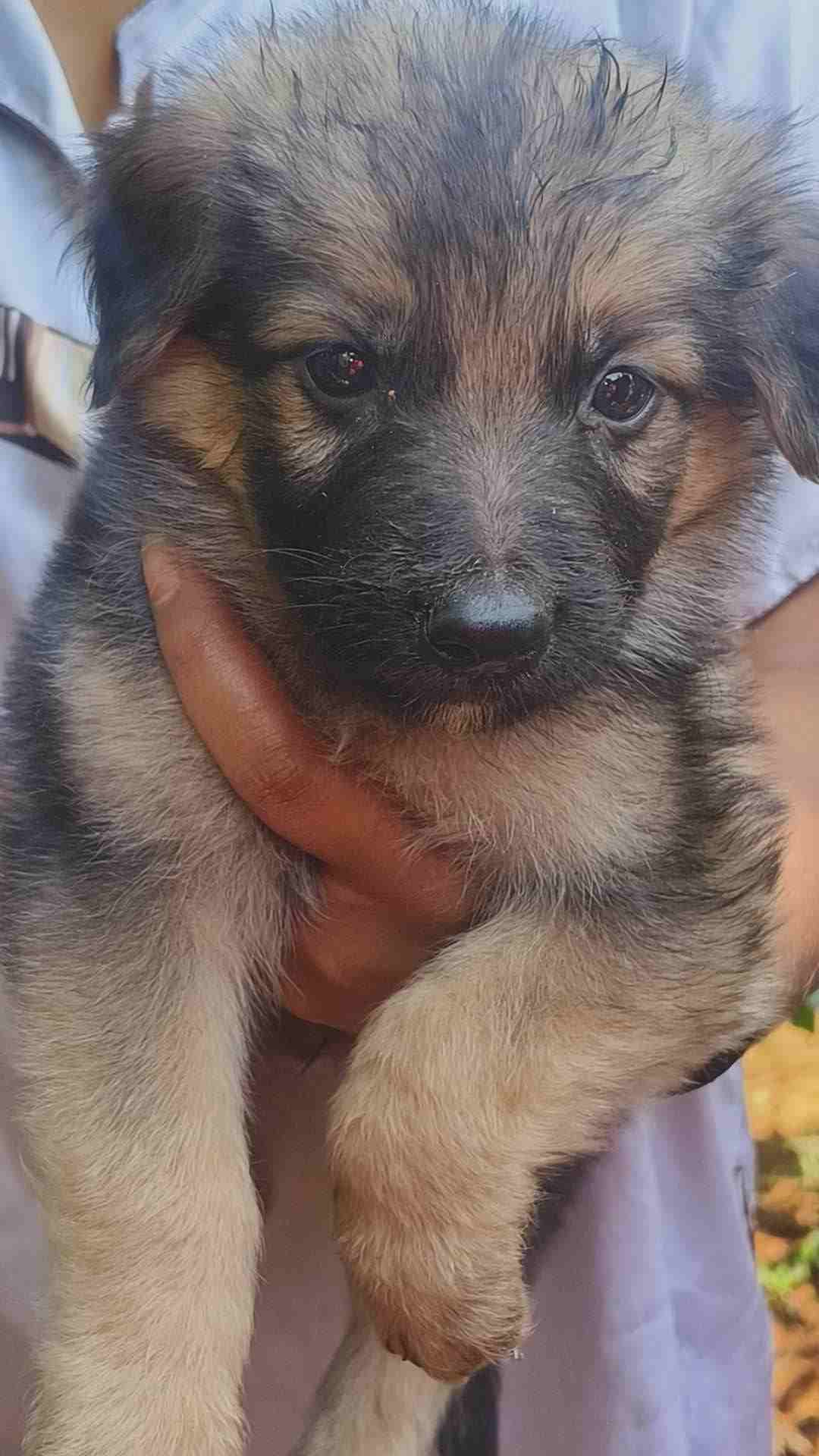 German Shepherd For Sale In Mysore