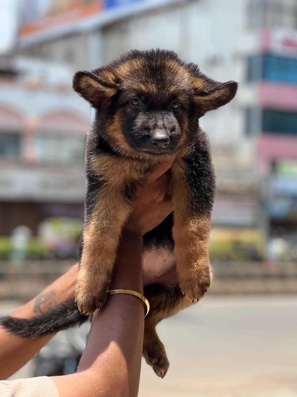 German Shepherd For Sale In Aurangabad MH
