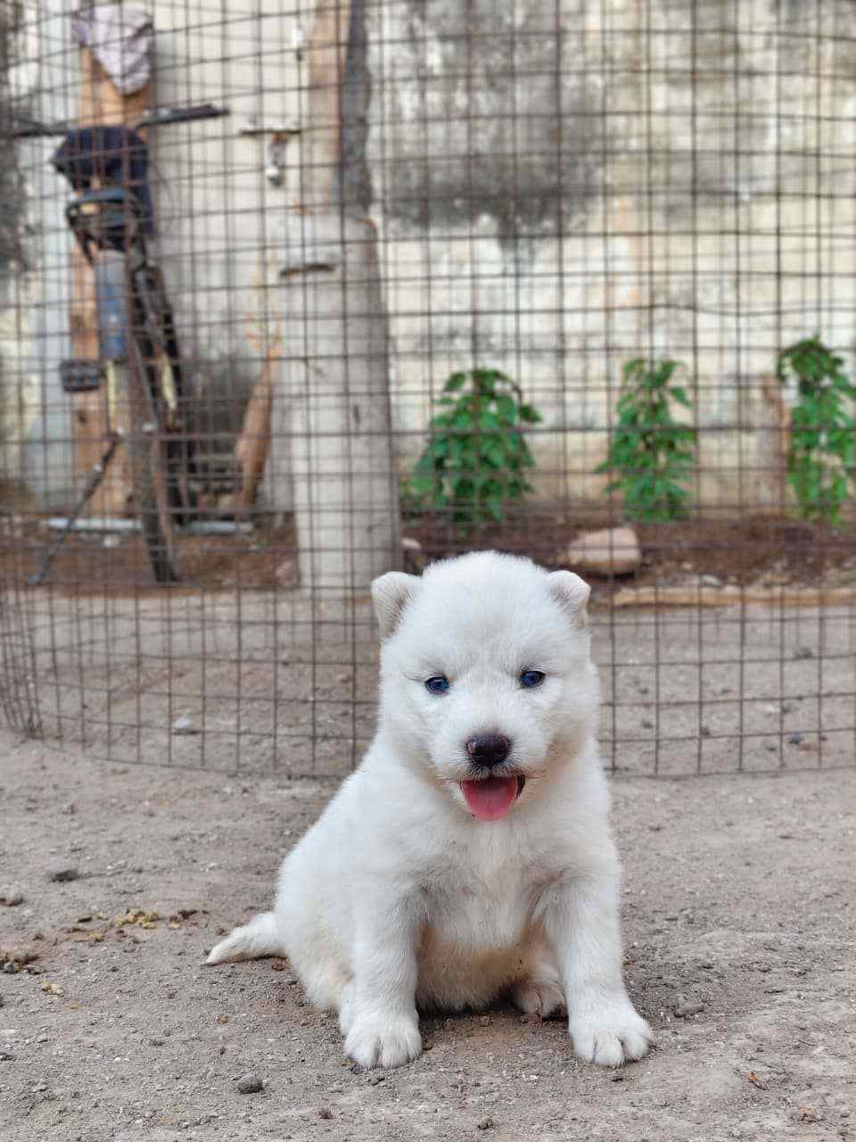 Siberian Husky For Sale In Ahmadnagar