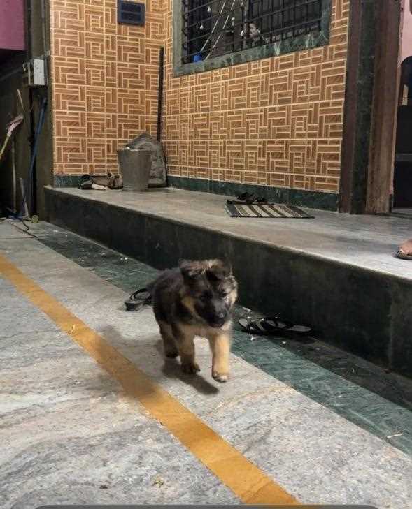 German Shepherd For Sale In Pune