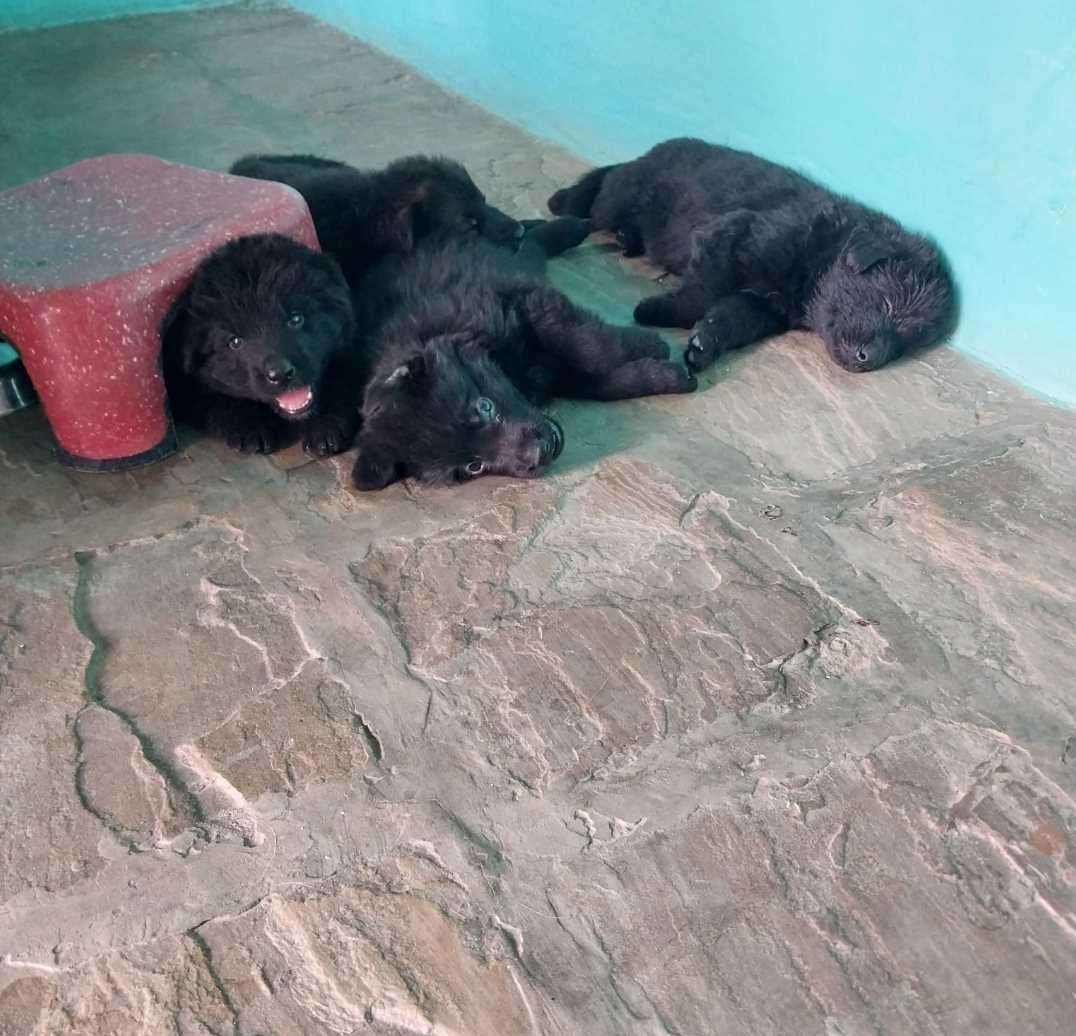 German Shepherd For Sale In Jhunjhunu