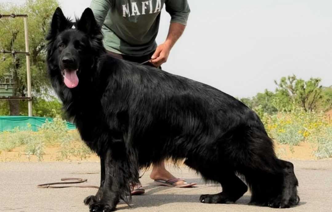 German Shepherd For Sale In Jhunjhunu