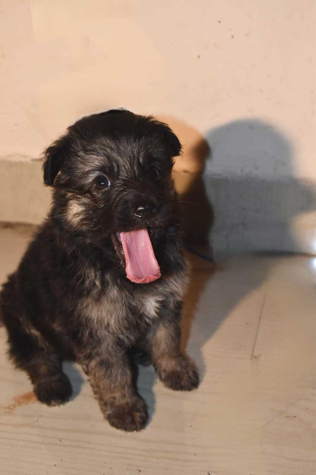 German Shepherd For Sale In Arrah