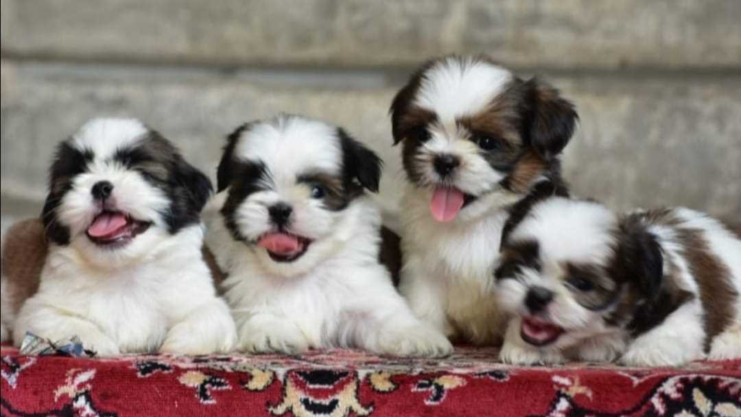 Shih Tzu For Sale In Rajgir