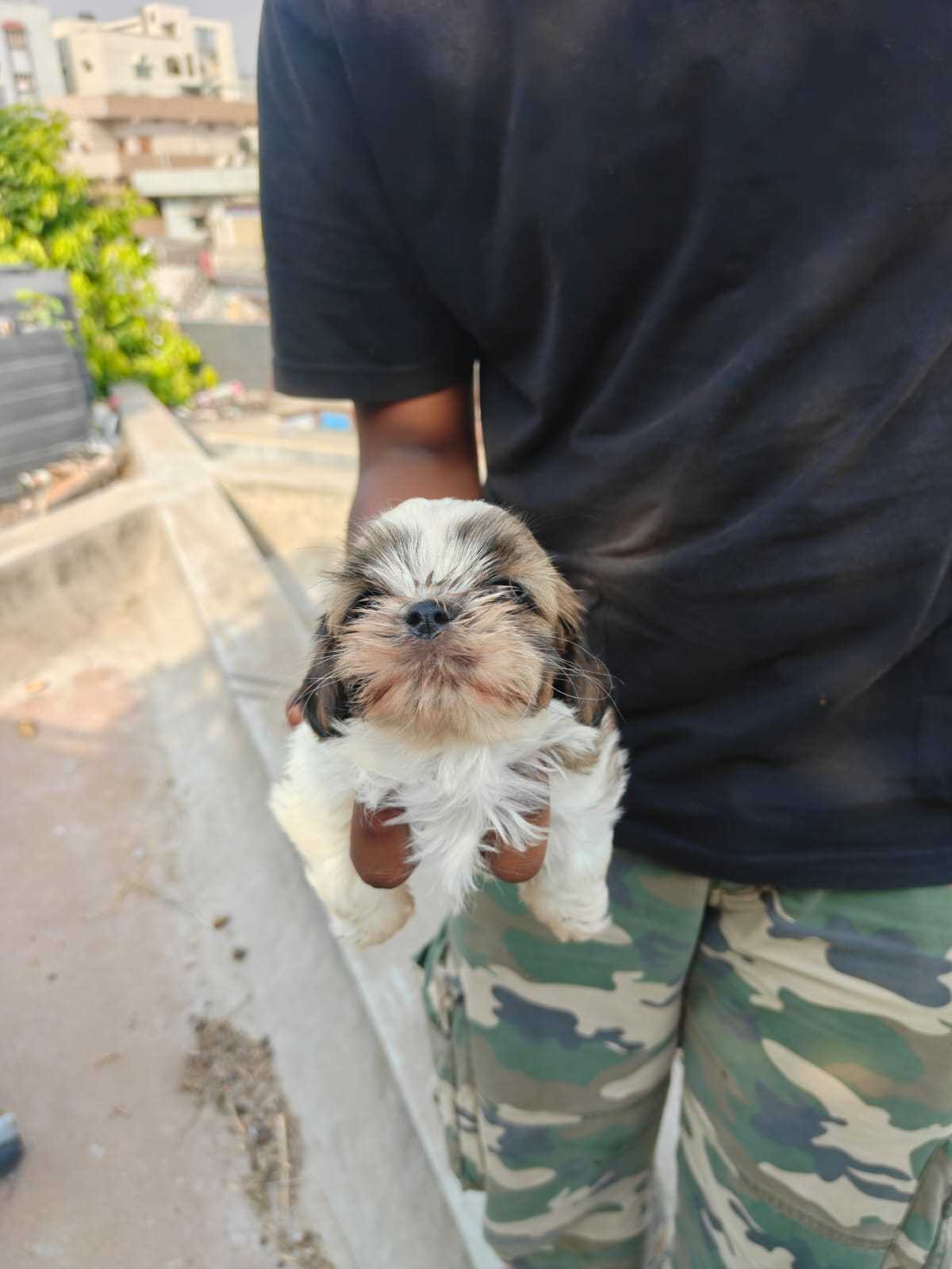 Shih Tzu For Sale In Solan