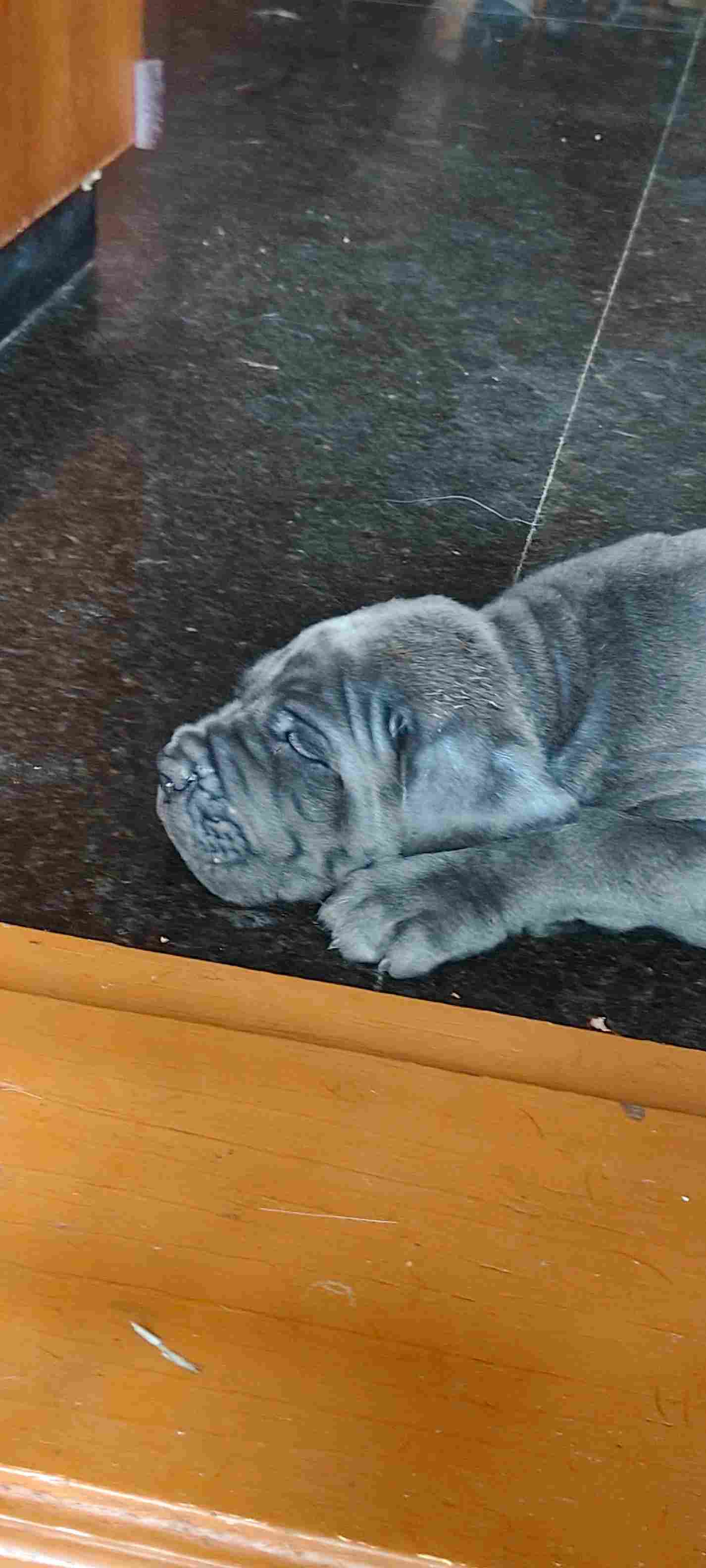 Cane Corso For Sale In Bangalore