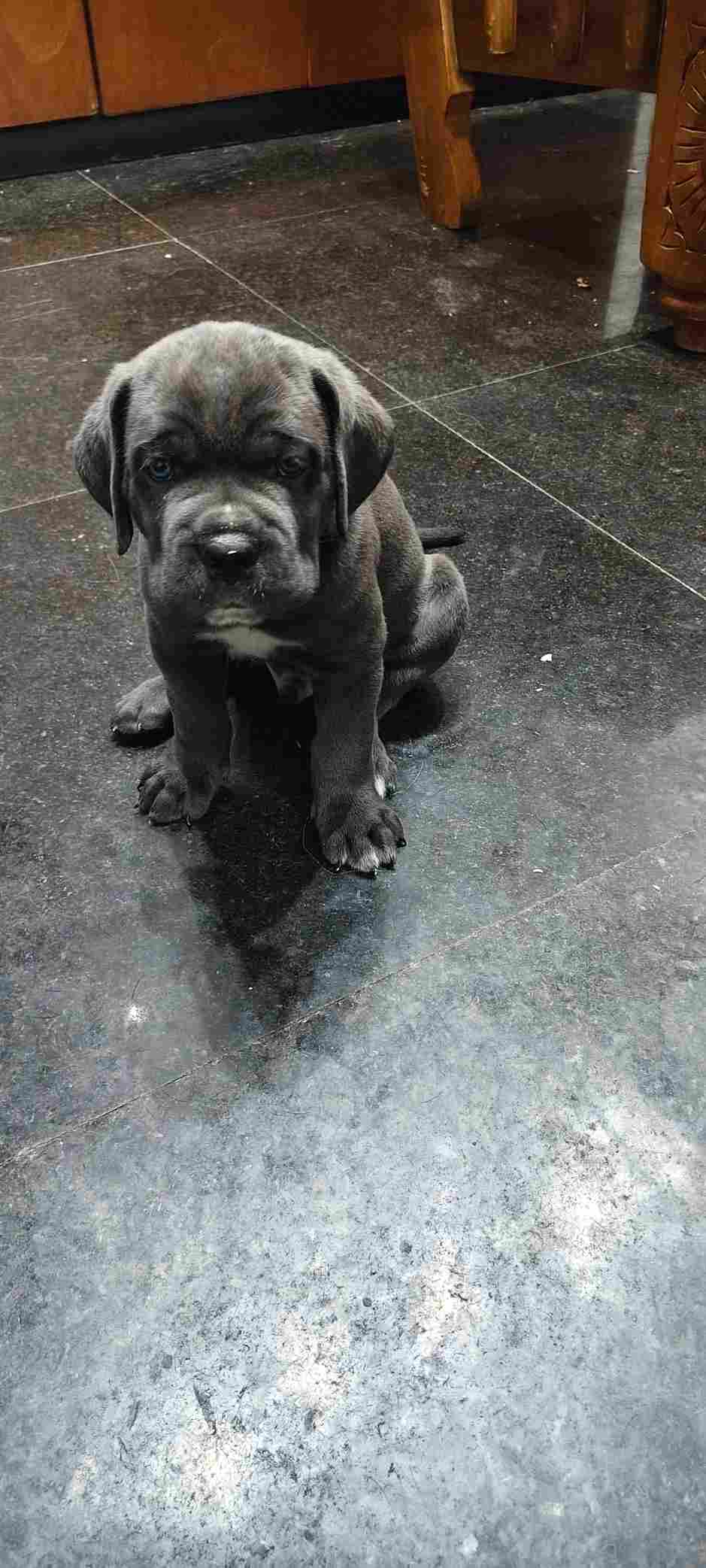 Cane Corso For Sale In Bangalore