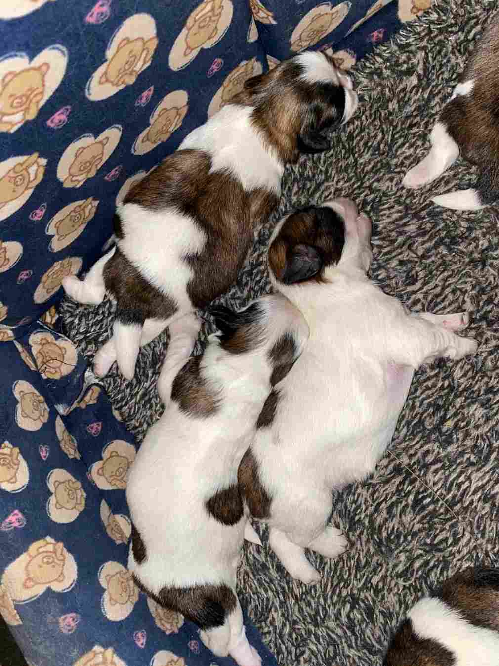 Shih Tzu For Sale In Patiala