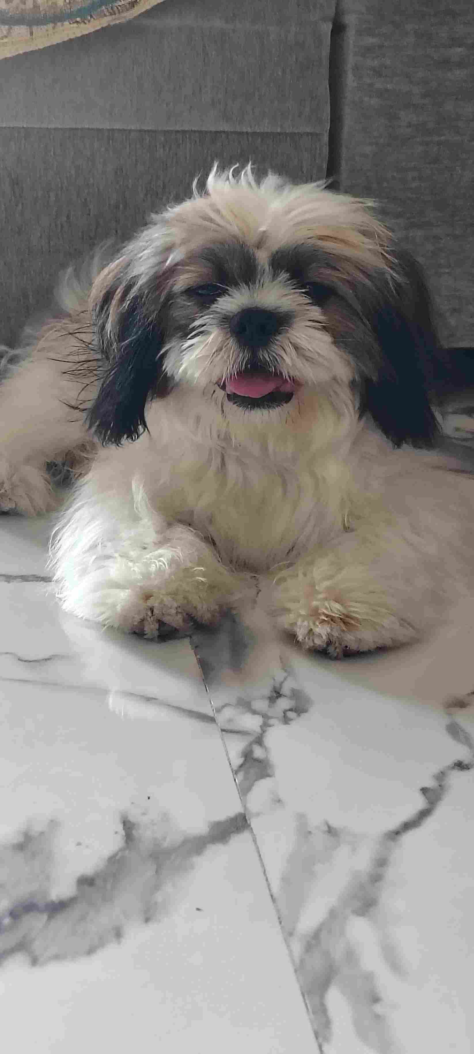 Shih Tzu For Sale In Medchal