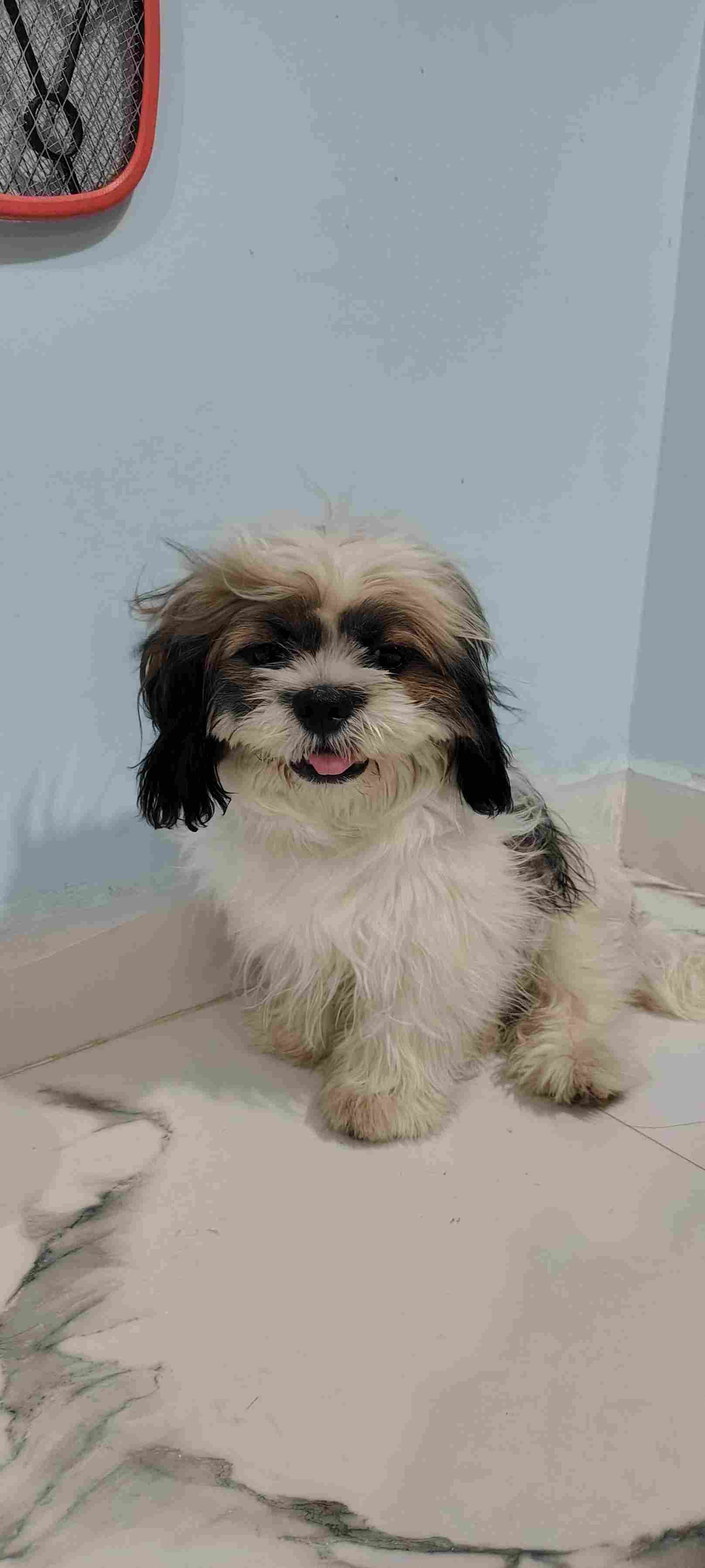Shih Tzu For Sale In Medchal