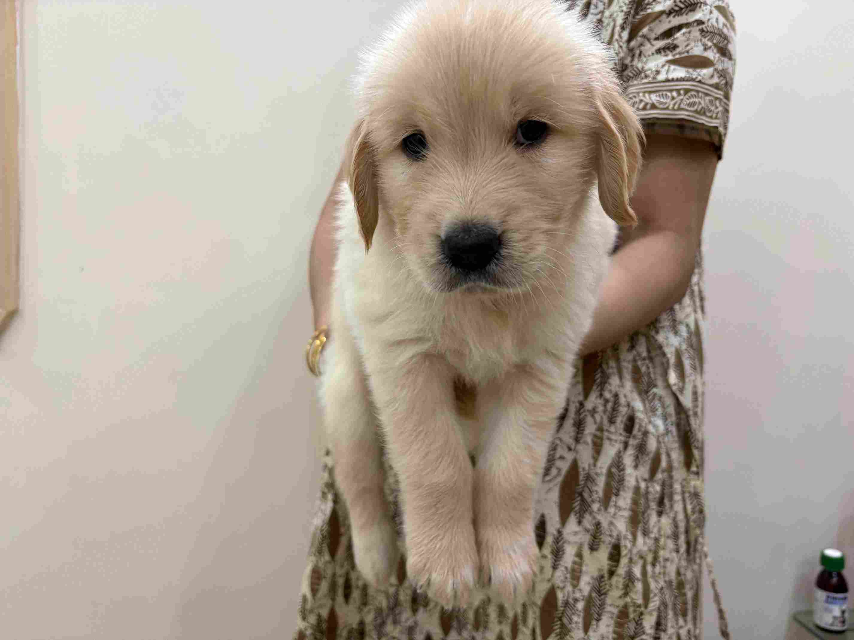 Golden Retriever For Sale In Kolkata