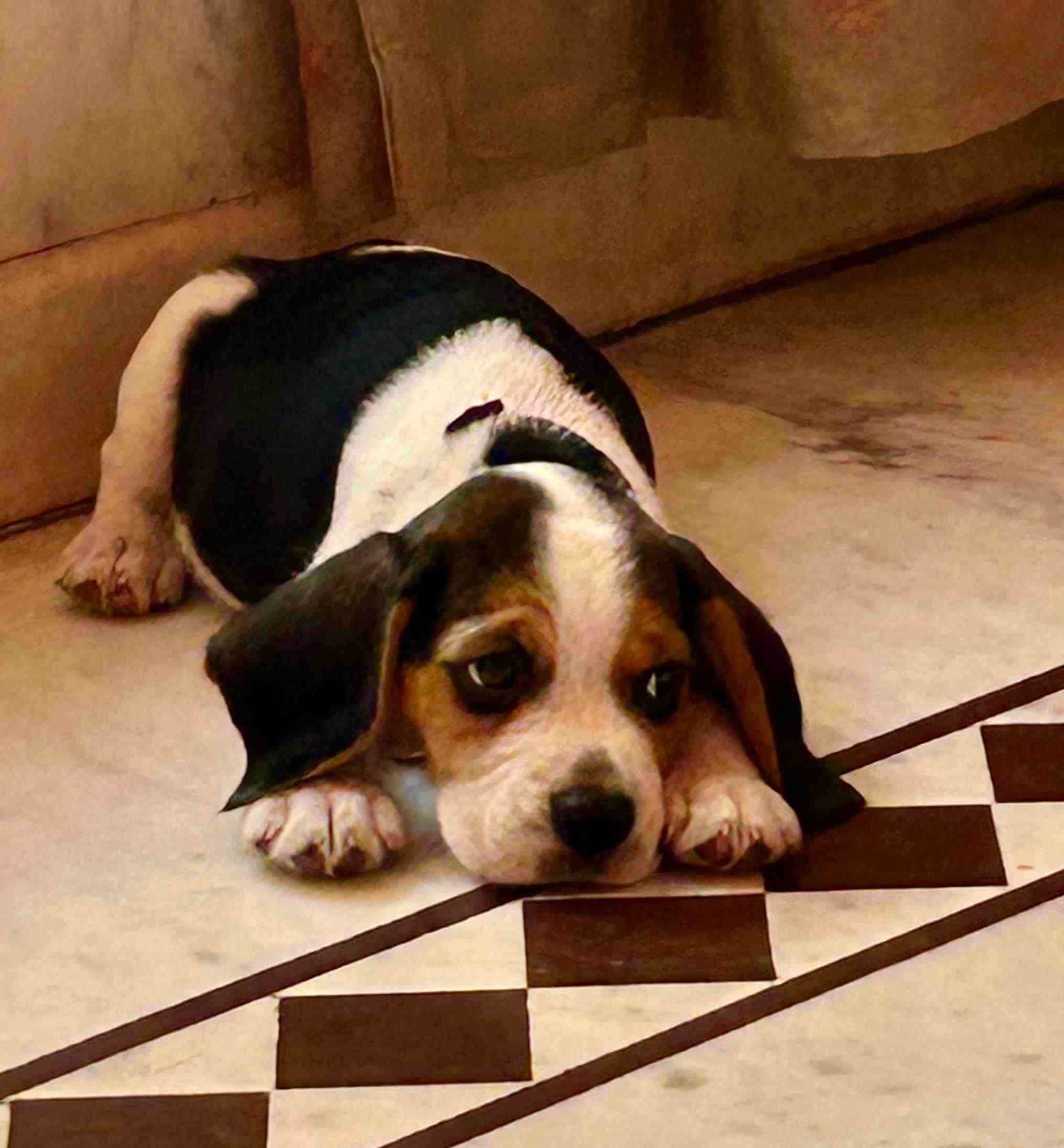 Beagle For Sale In Hyderabad