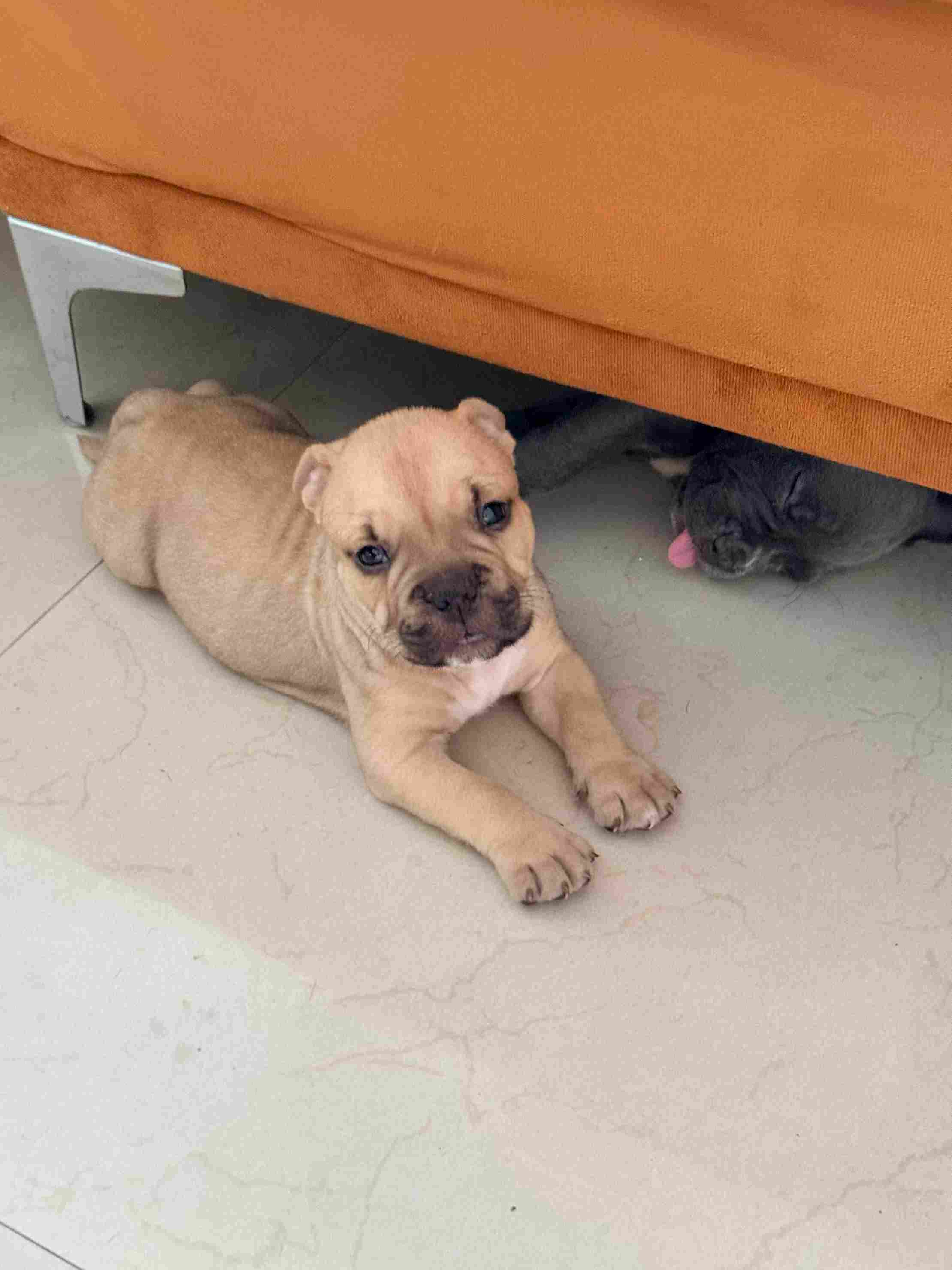American Bully For Sale In Kolkata
